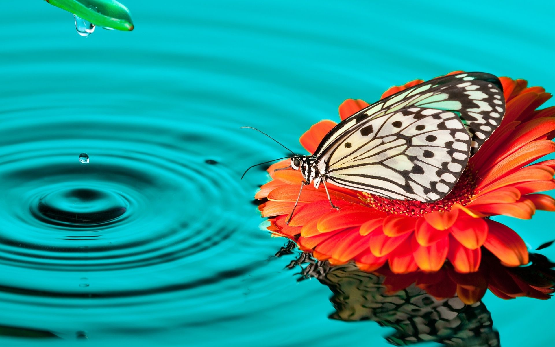 Farfalla su gerbera con acqua, 1920x1200 Full HD+, Desktop