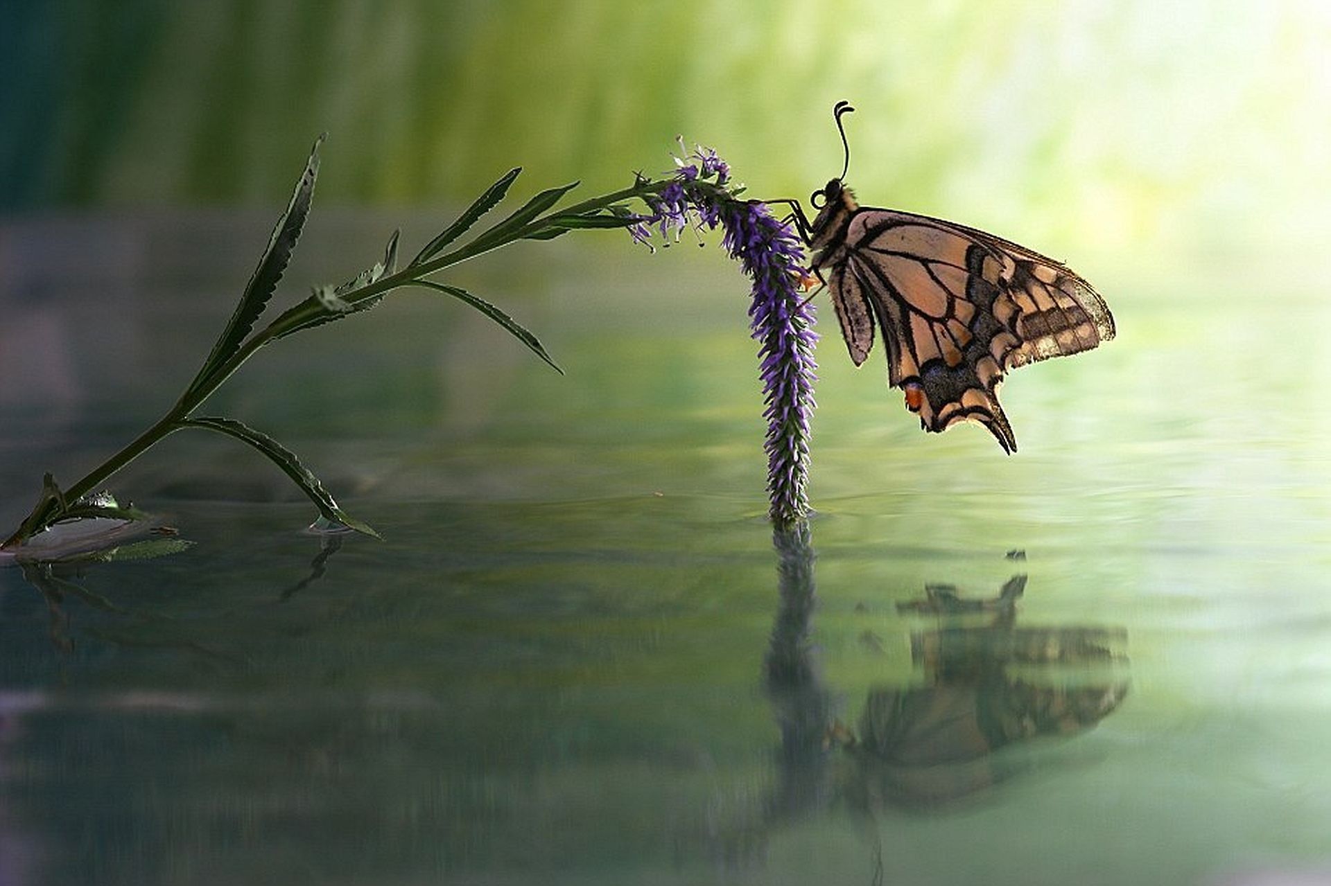 Farfalla su fiore viola, riflesso acqua, 1920x1279 WUXGA, Laptop