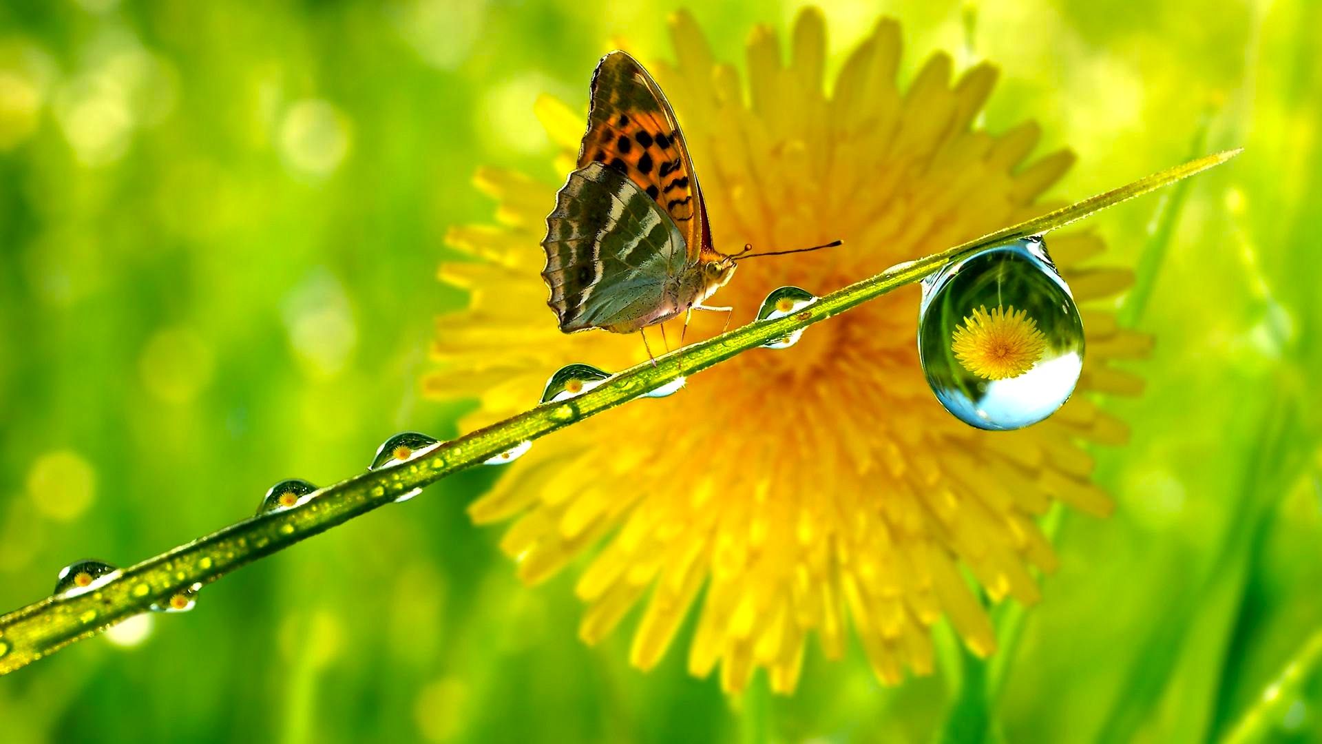 Farfalla e goccia d'acqua, 1920x1080 Full HD 1080p, PC Desktop