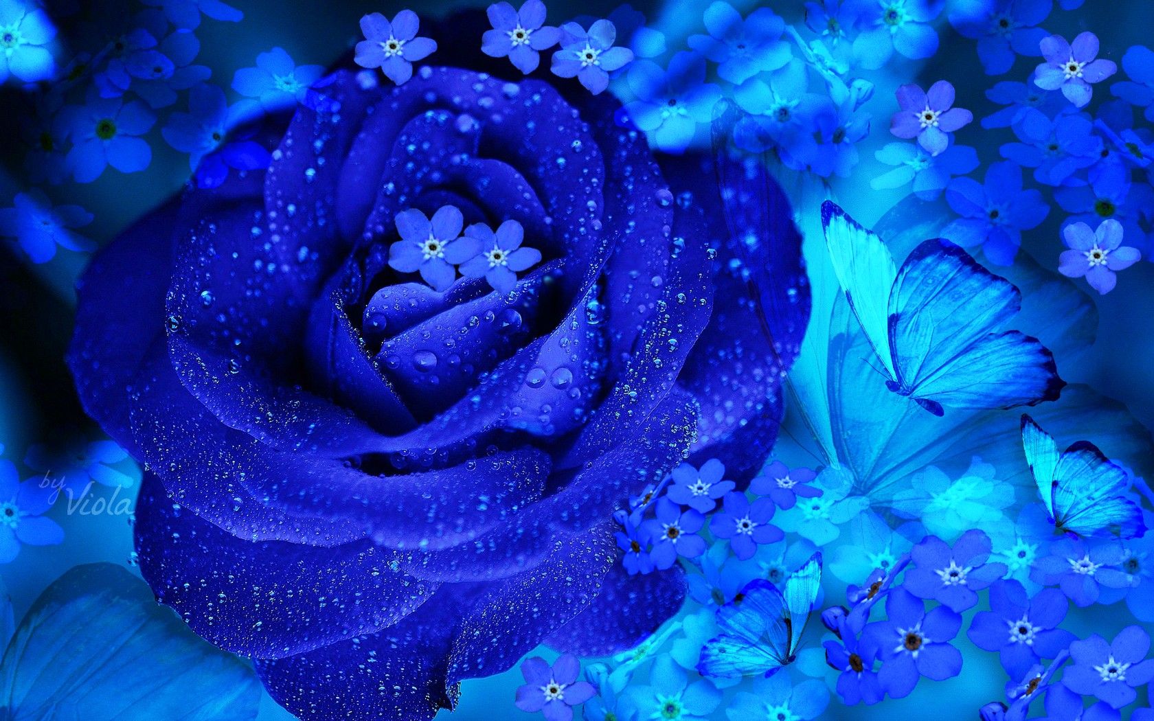 Rosa blu con farfalle, 1680x1050 900p, Desktop