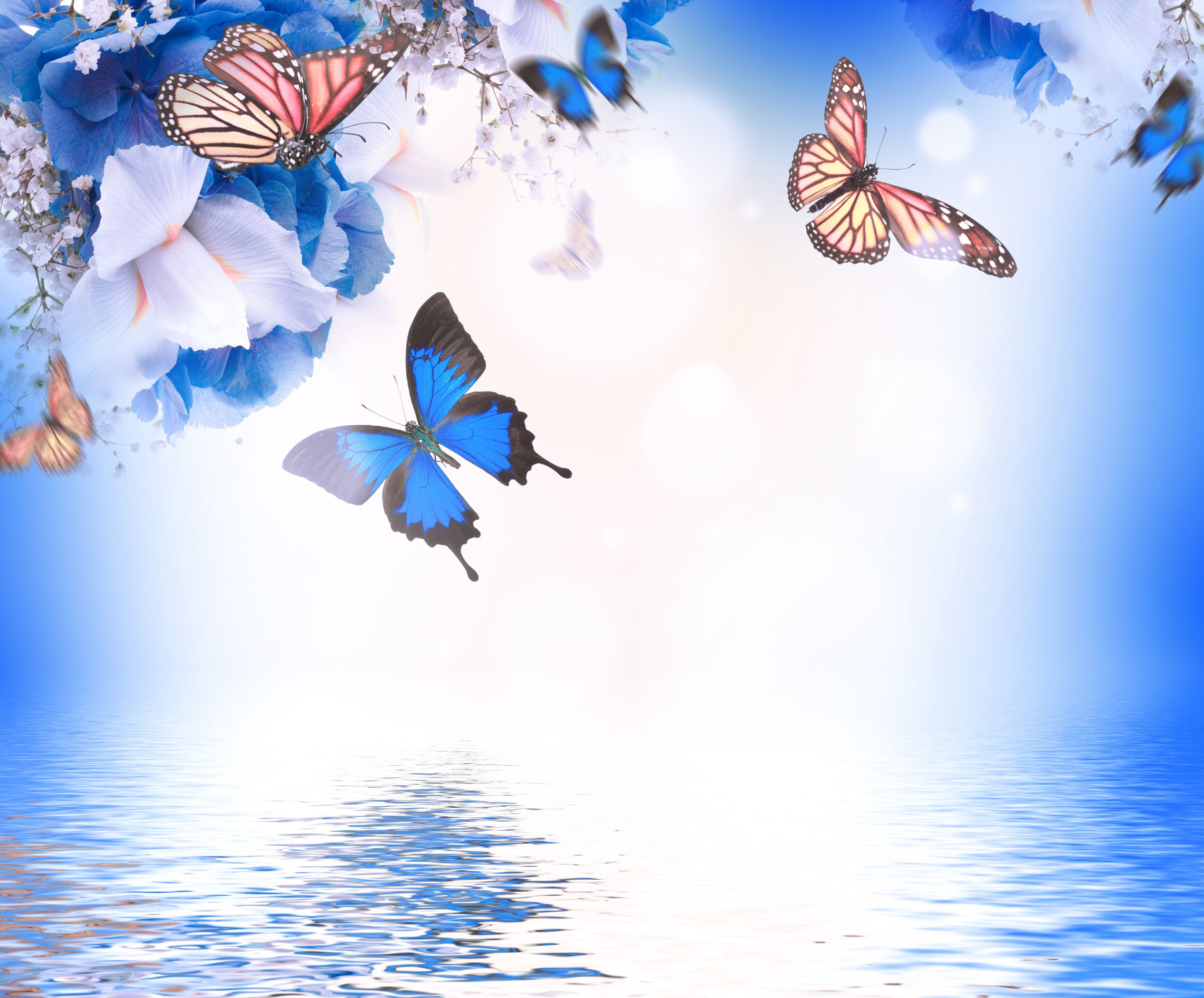 Farfalle fiori acqua blu, 3500x2900 2K, Monitor Gaming