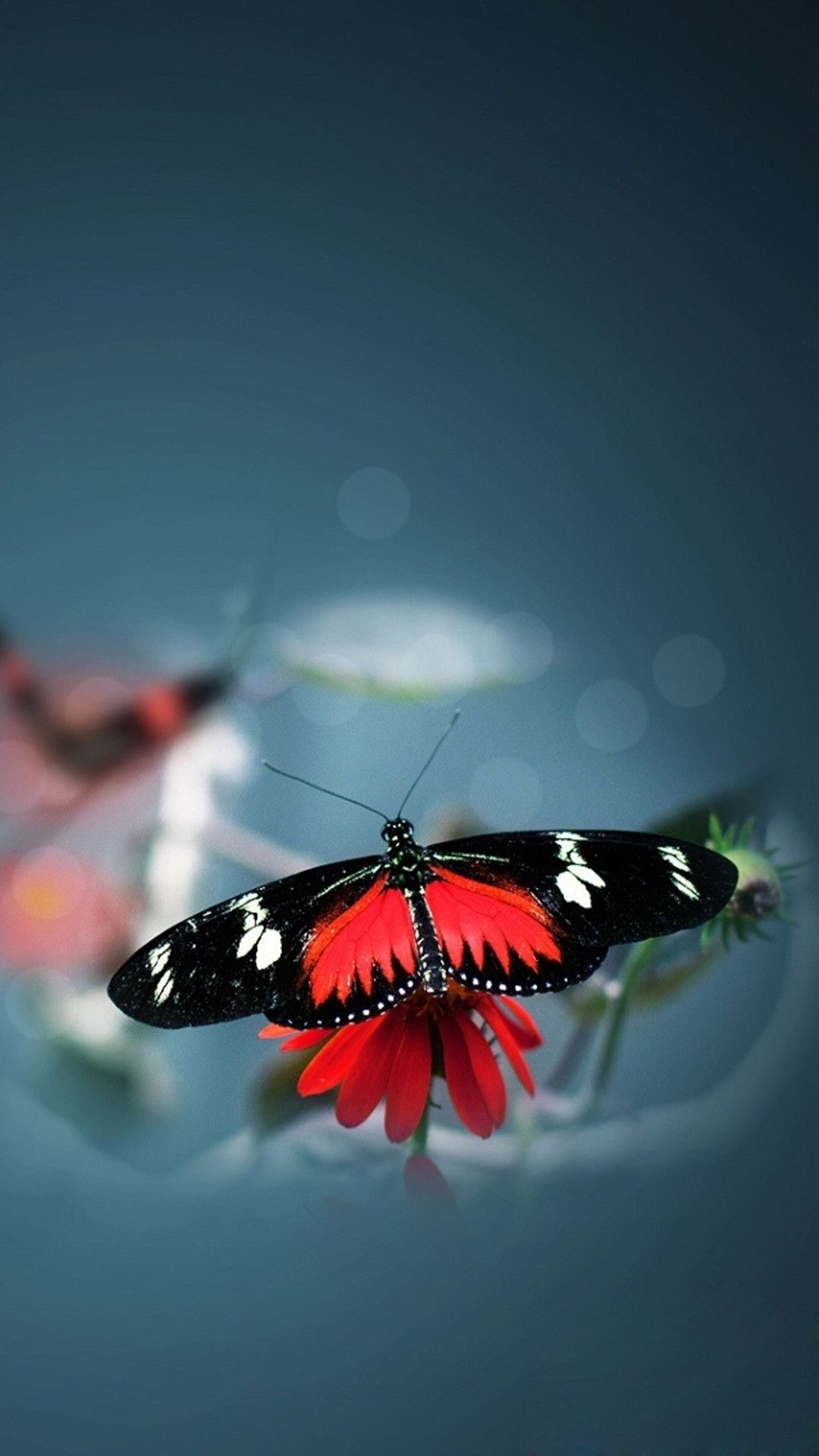 Farfalla rossa e nera su fiore, 1080x1920 Full HD Verticale, Smartphone