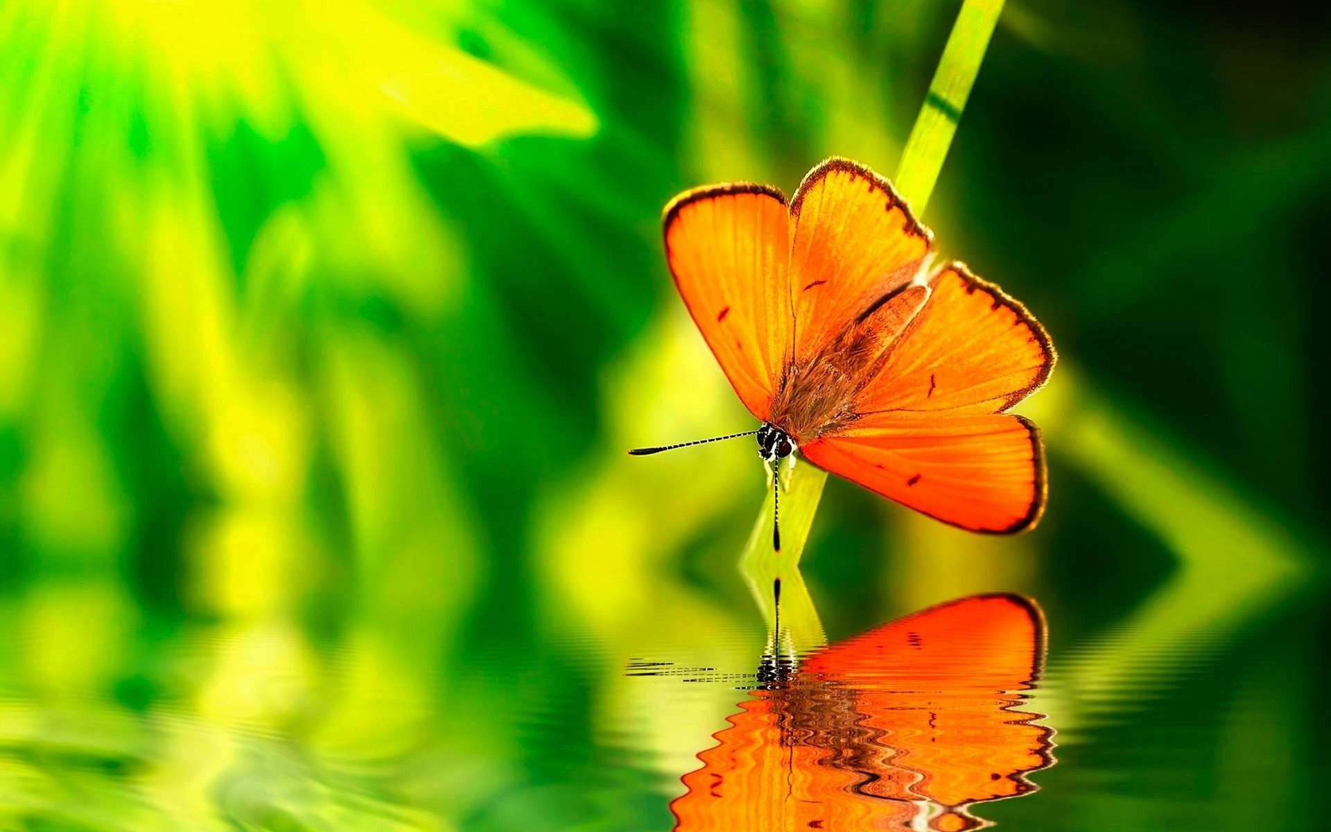 Farfalla arancione su acqua, 1920x1200 Full HD+, Desktop