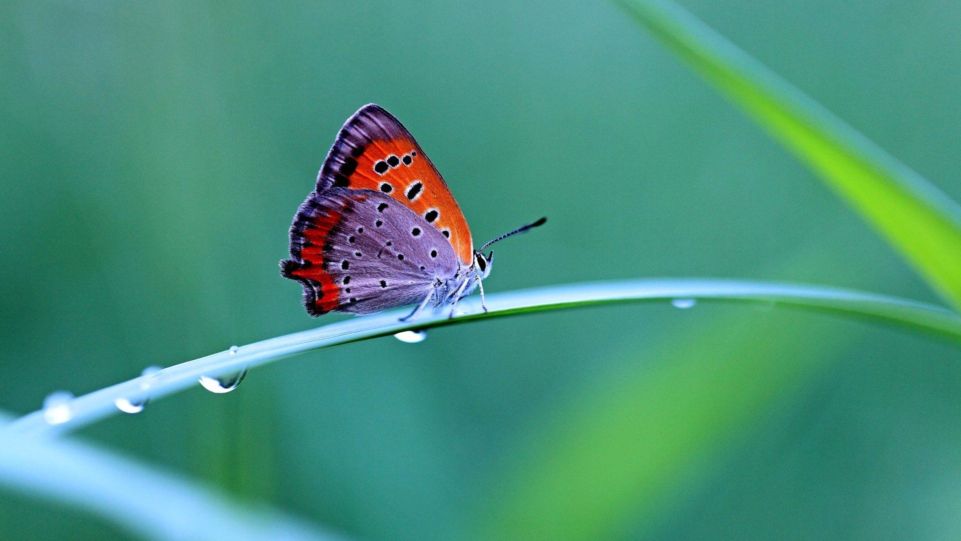 Farfalla arancione su filo d'erba con gocce, 1920x1080 Full HD 1080p, Desktop