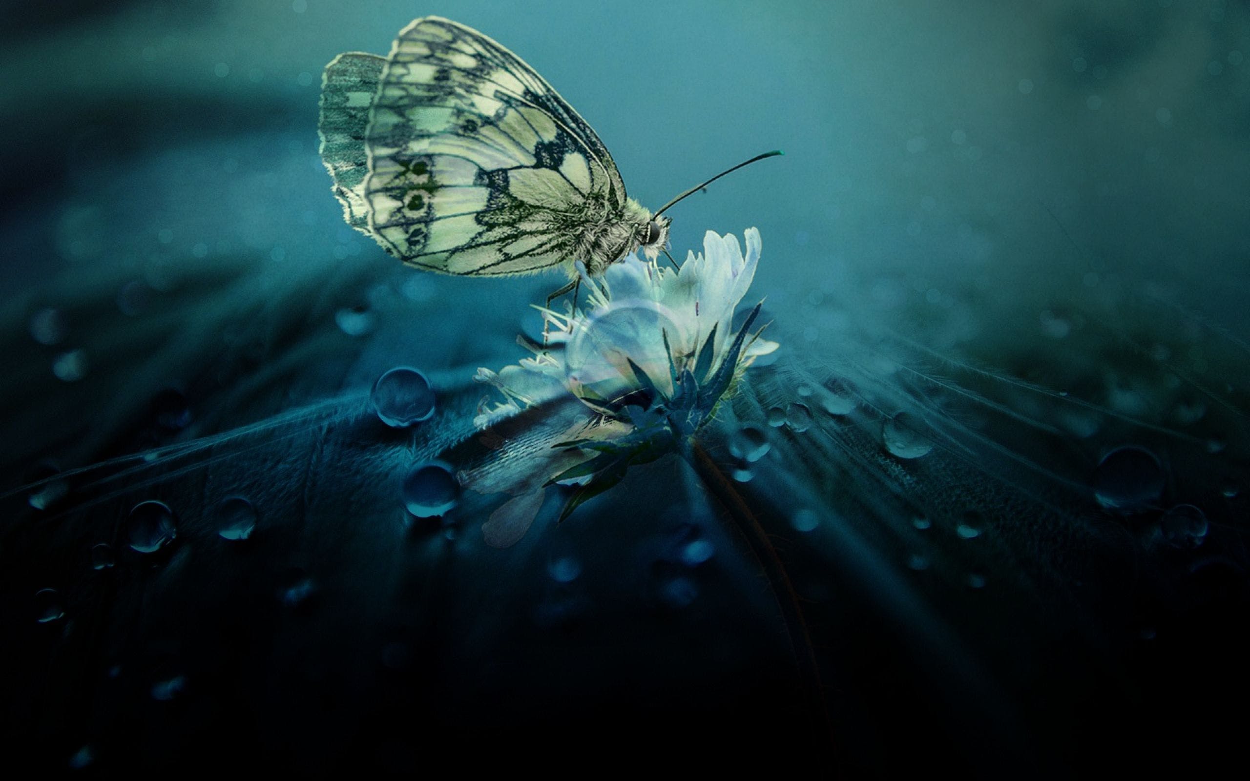 Farfalla su fiore con gocce, 2560x1600 2K, Laptop