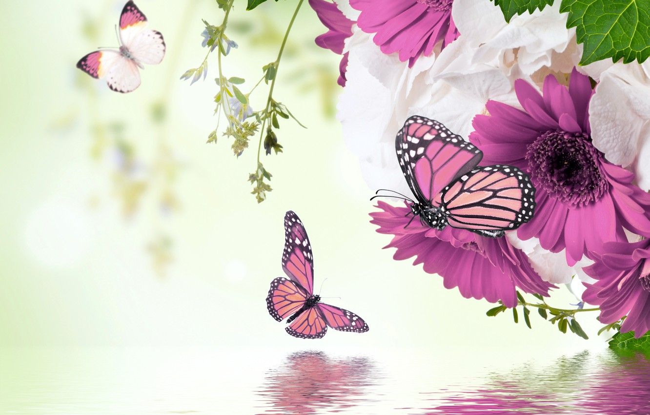 Farfalle e fiori rosa con riflesso, 1332x850 720p, Laptop
