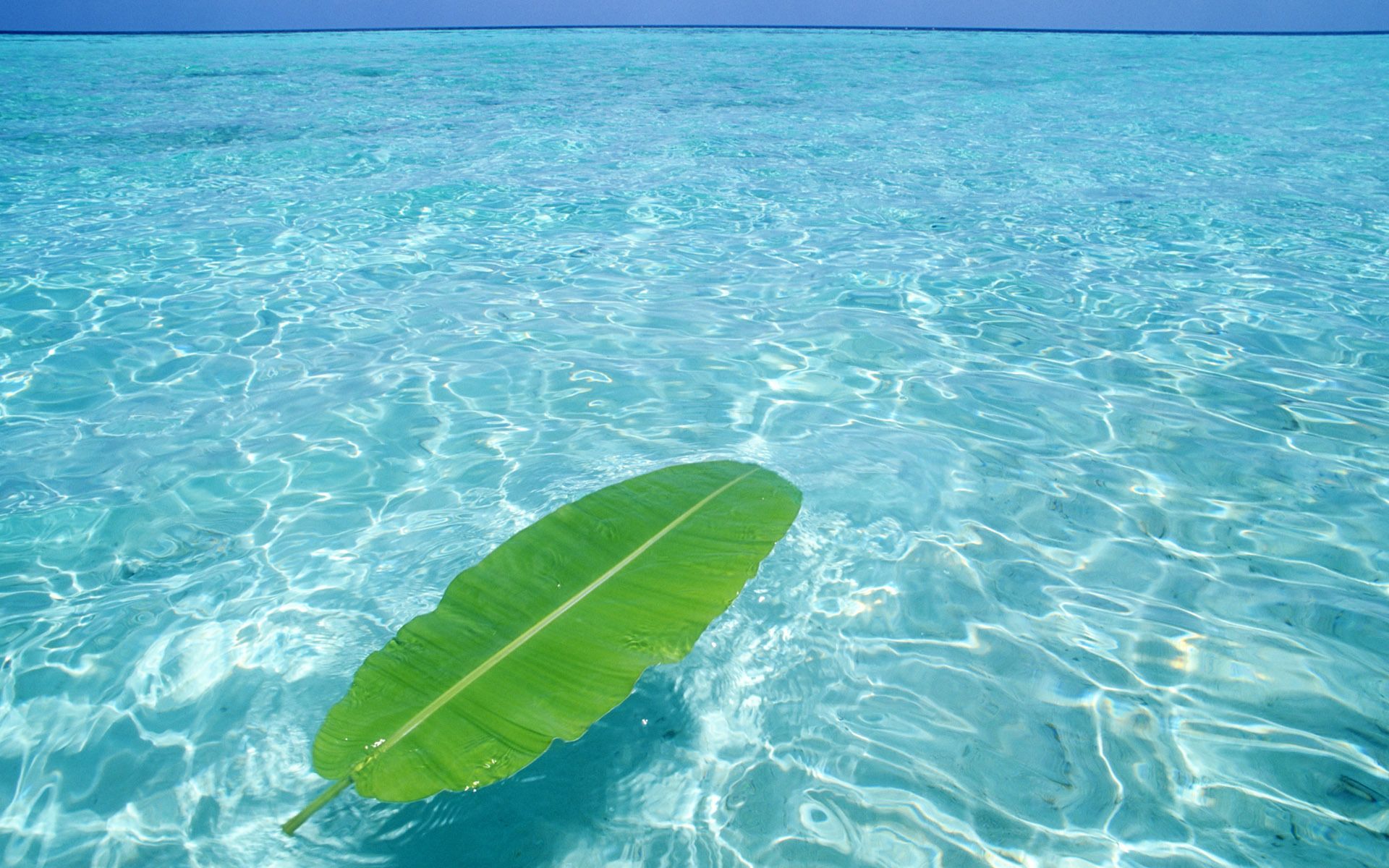 foglia verde su acqua turchese, 1920x1200 WUXGA, Desktop