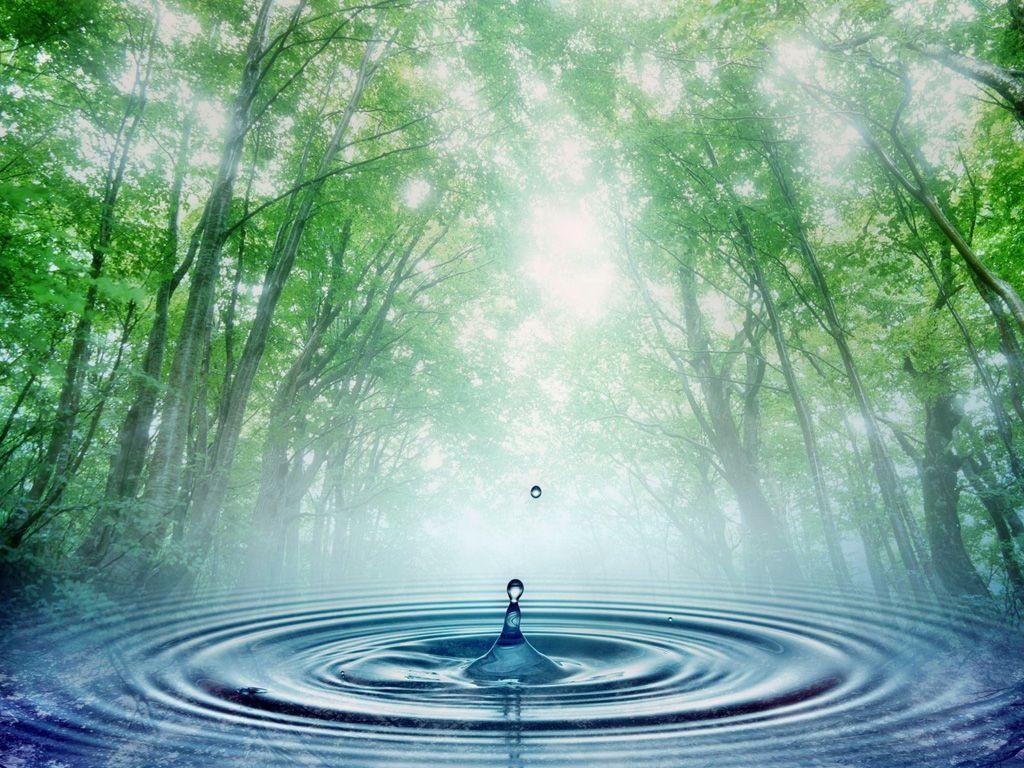Goccia d'acqua in foresta, 1024x768 HD, Desktop