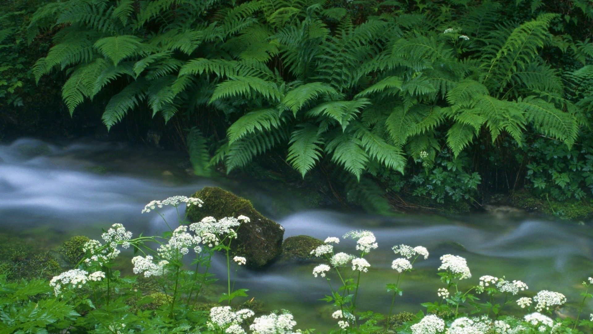 Ruscello con felci e fiori, 1920x1080 1080p, Laptop