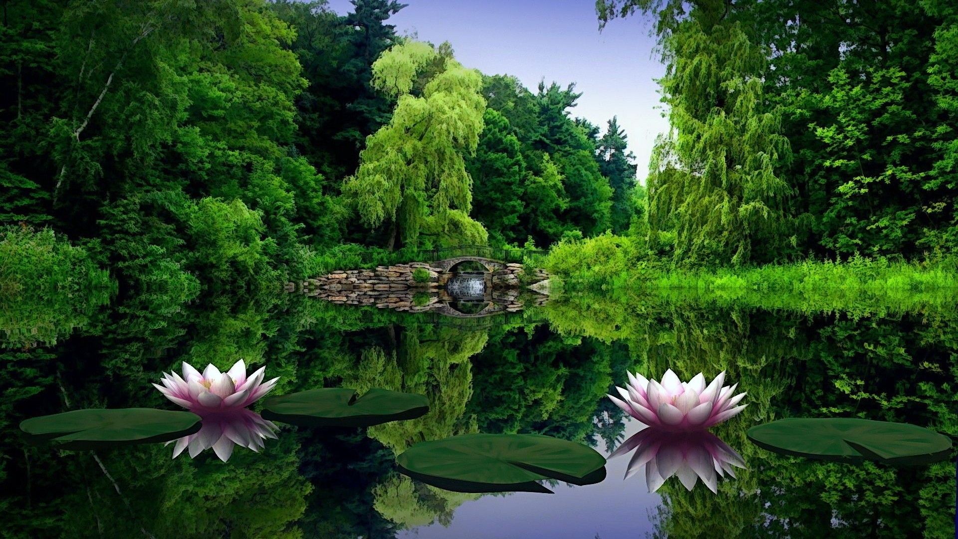 Ninfee su laghetto verde, 1920x1080 1080p, PC