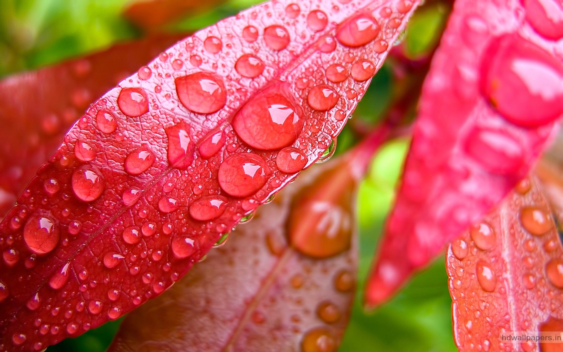 Gocce d'acqua su foglia rossa, 1920x1200 WUXGA, Desktop