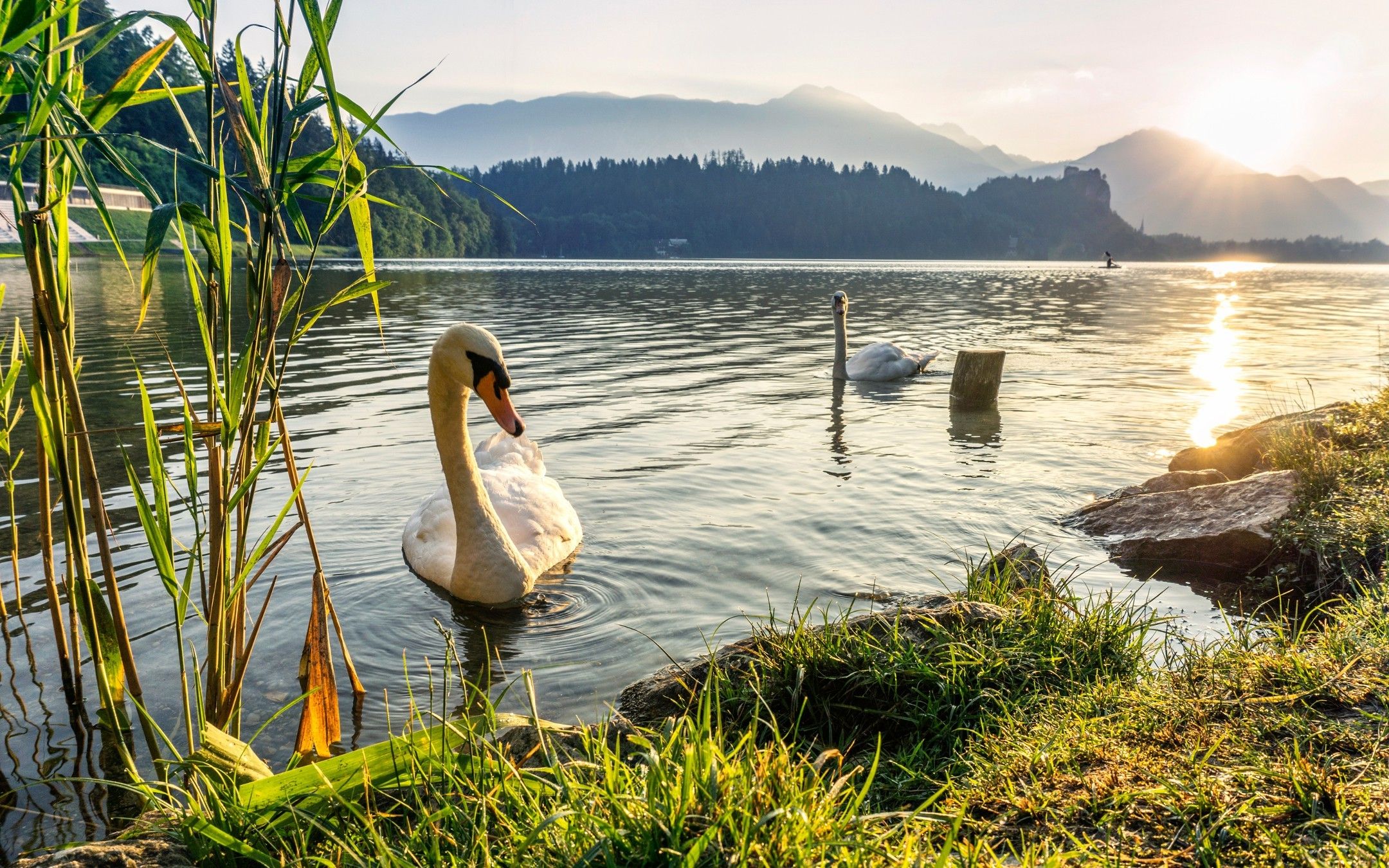 Cigno bianco su lago, 2160x1350 Hi-Res, iMac