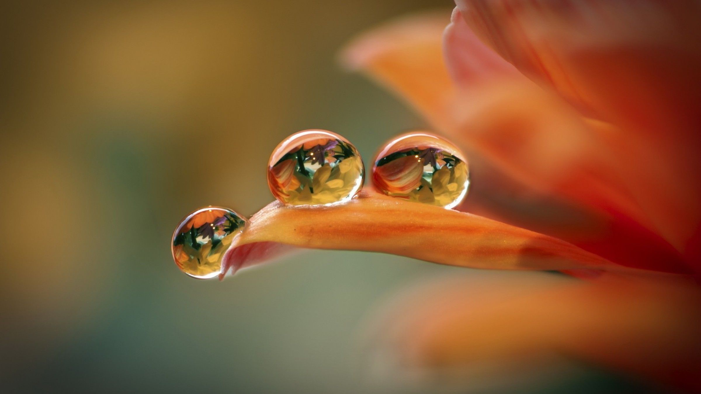 Gocce d'acqua su petalo arancione, 2400x1350 2K, PC