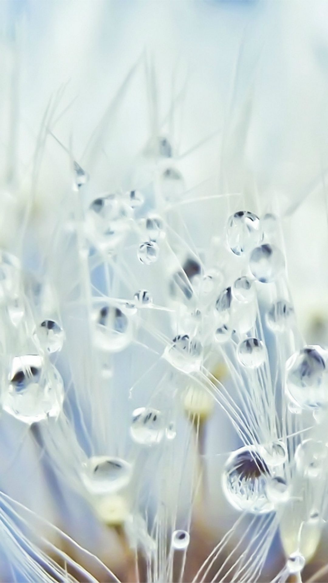 Gocce d'acqua su tarassaco, 1080x1920 Full HD Verticale, Smartphone