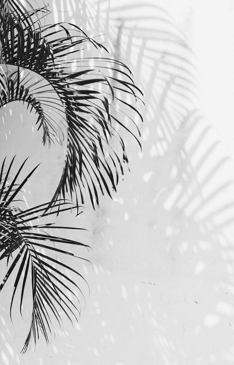 Ombre foglie di palma bianco, 759x1181 Verticale, Mobile