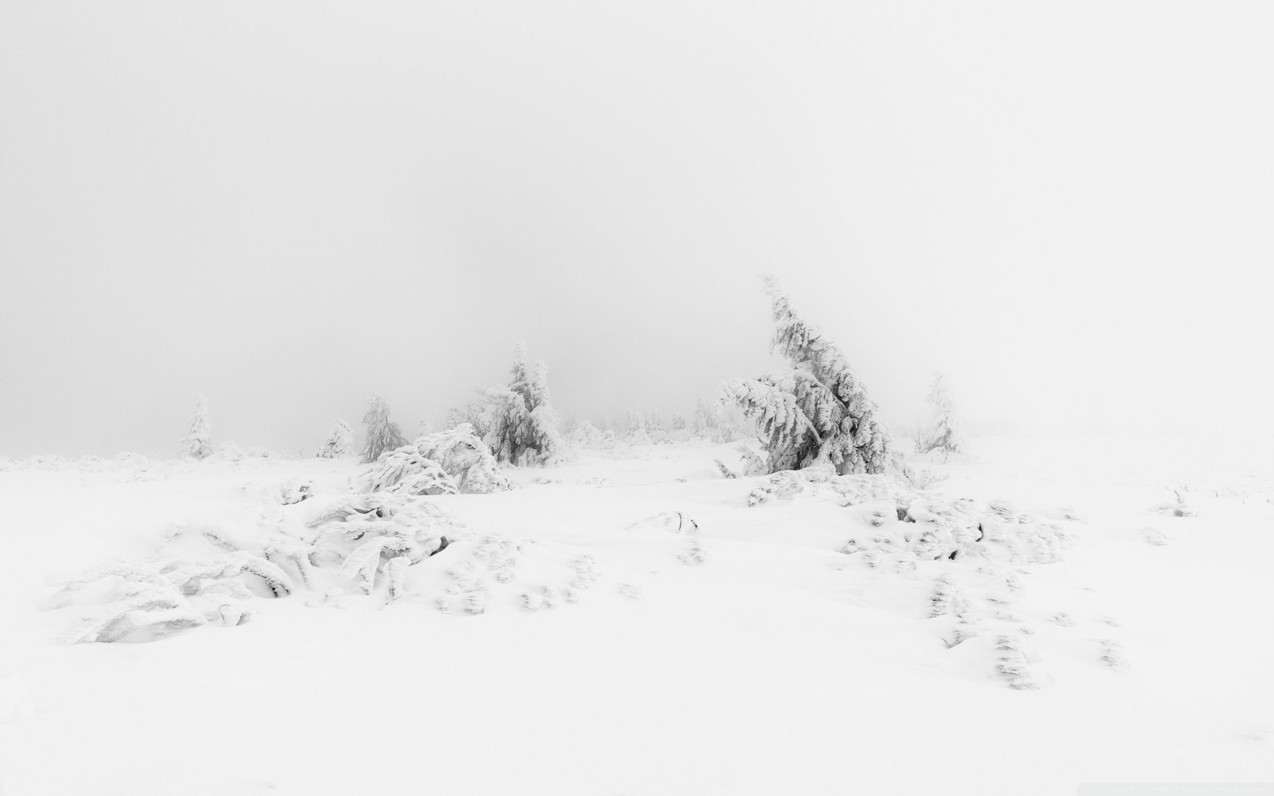 Alberi innevati nella nebbia, 2560x1600 2K, Laptop