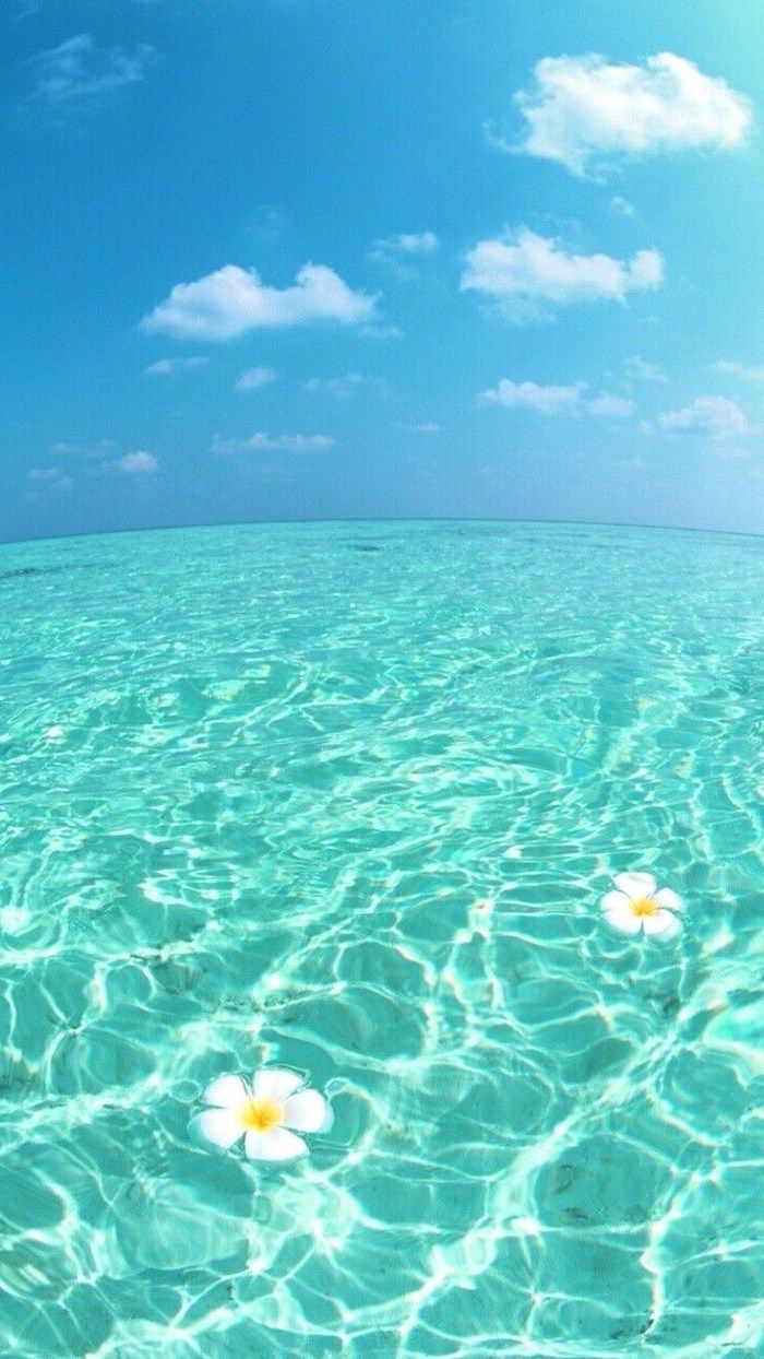 Fiori bianchi su acqua turchese, 700x1244 Full HD Verticale, iPhone