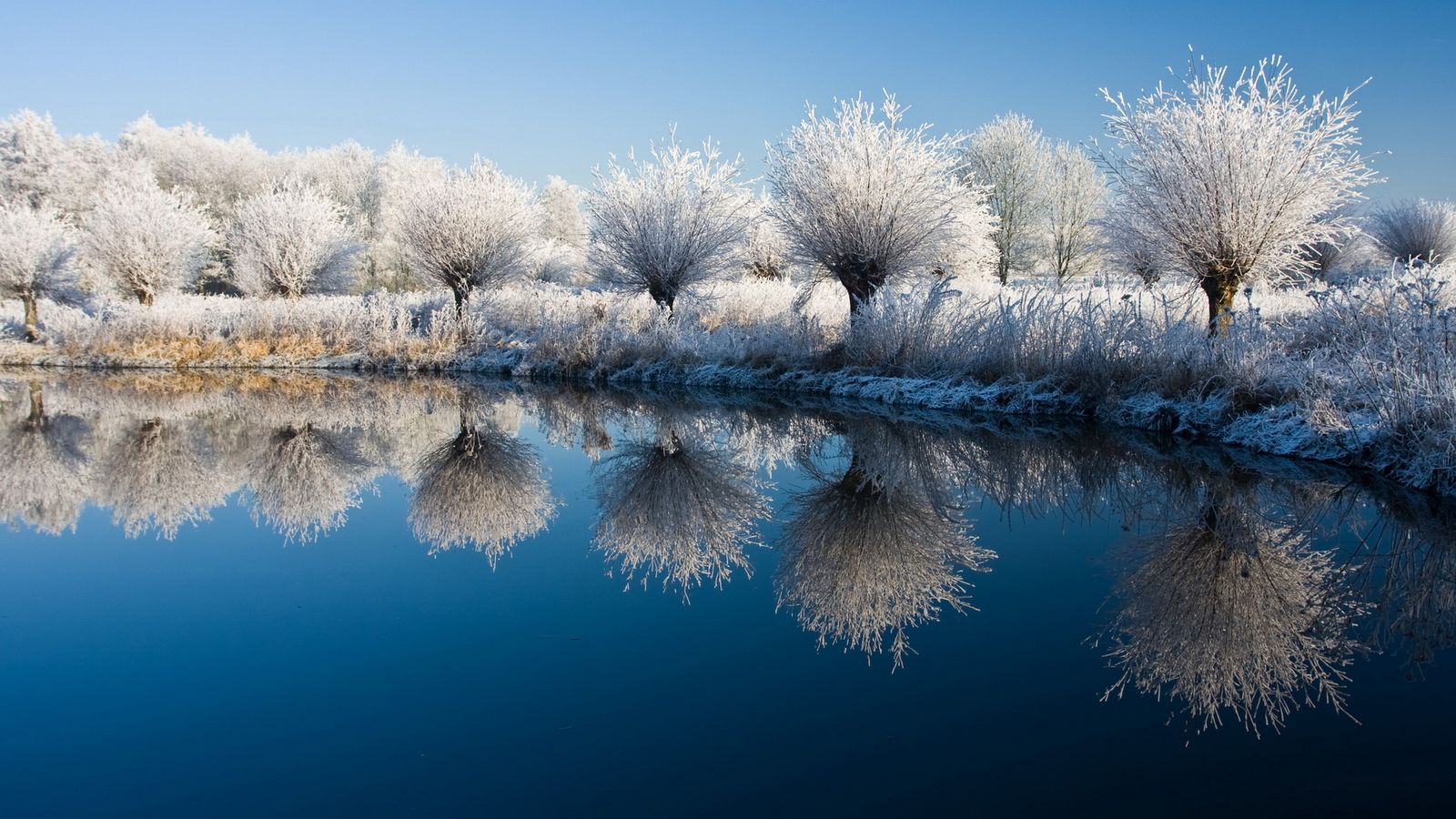 Alberi innevati riflessi nel lago, 1600x900 HD, PC