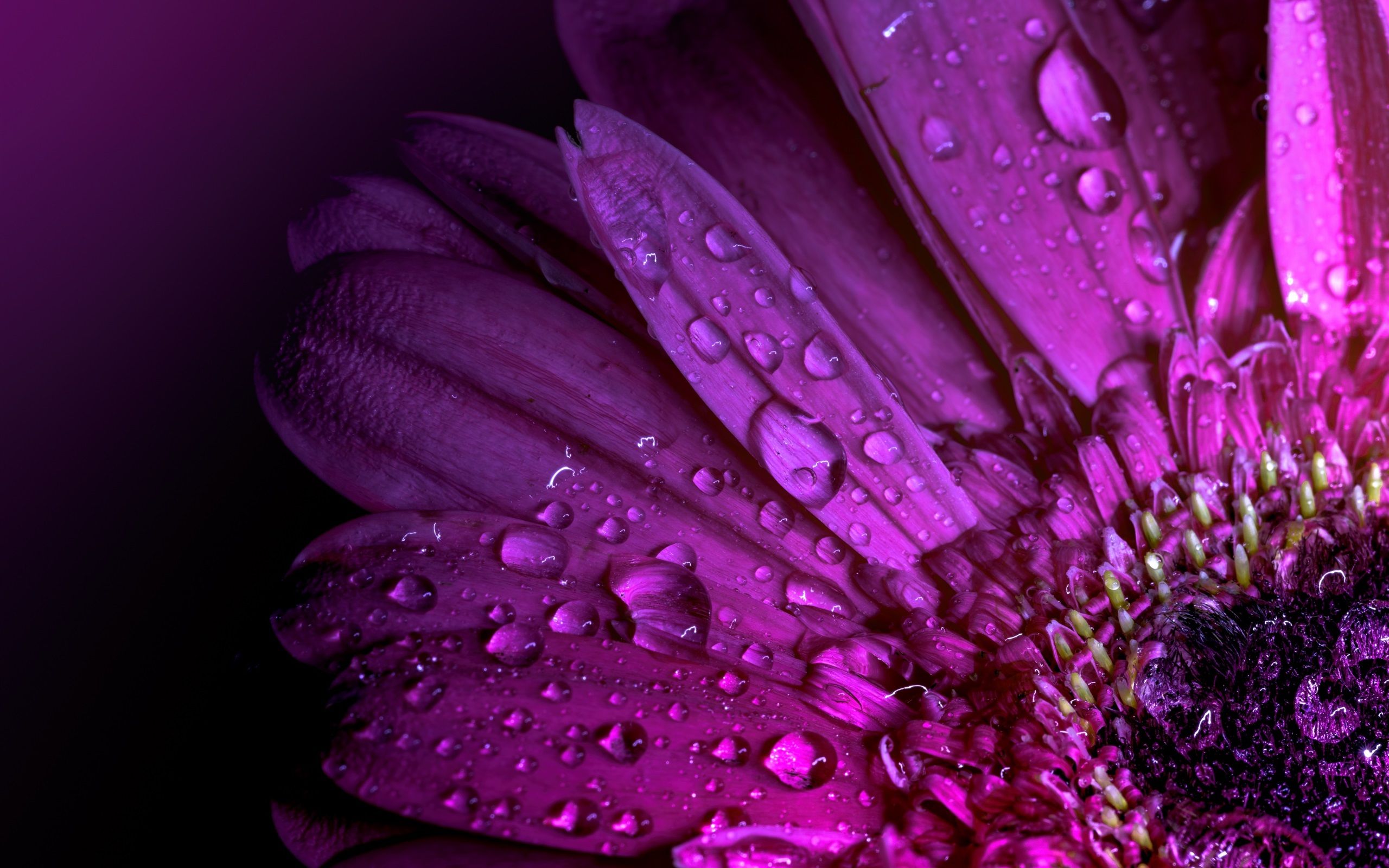 Gerbera viola con gocce d'acqua, 2560x1600 WQXGA, MacBook Pro