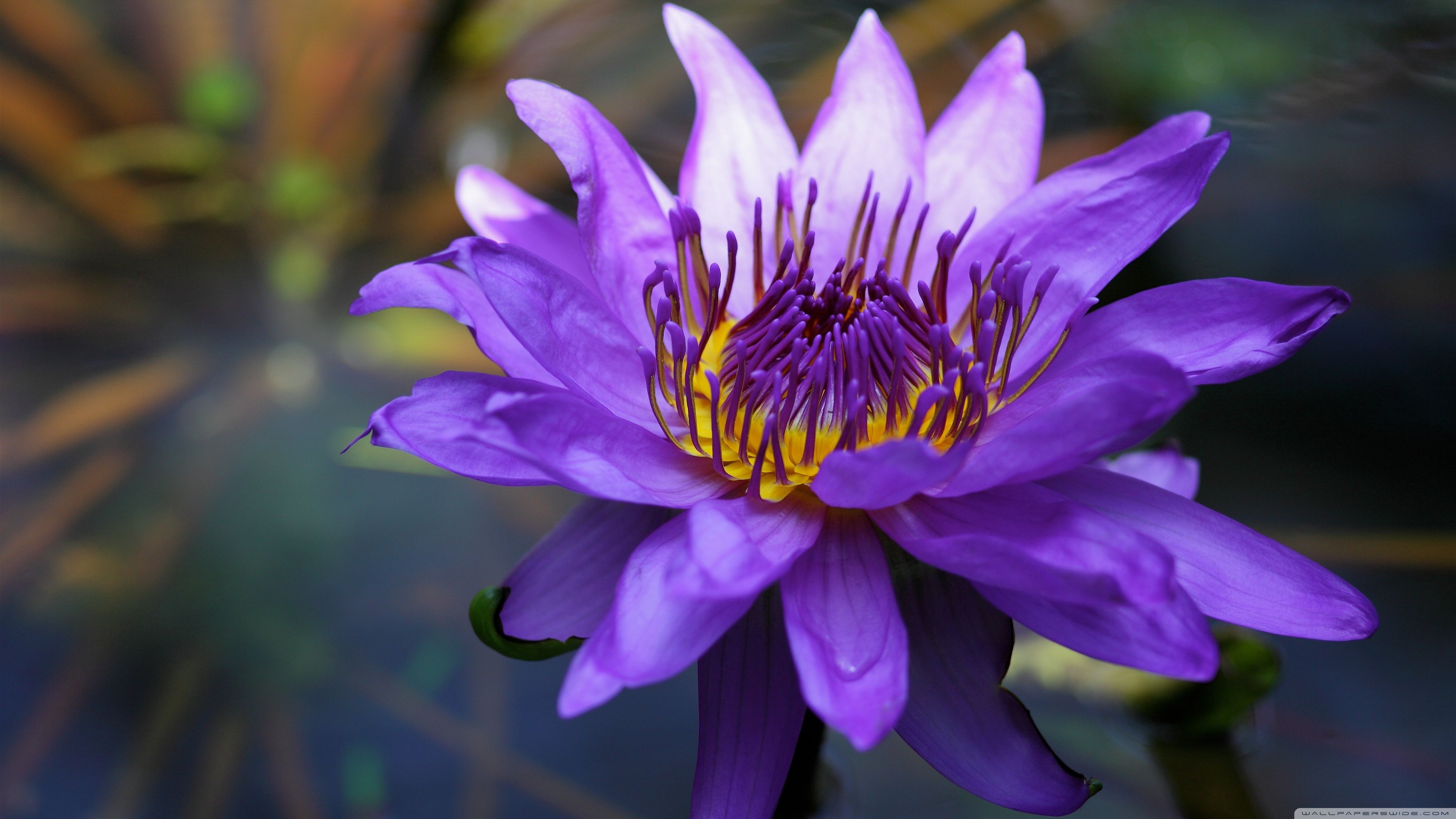 Ninfea viola su acqua, 3554x1999 2K+, PC