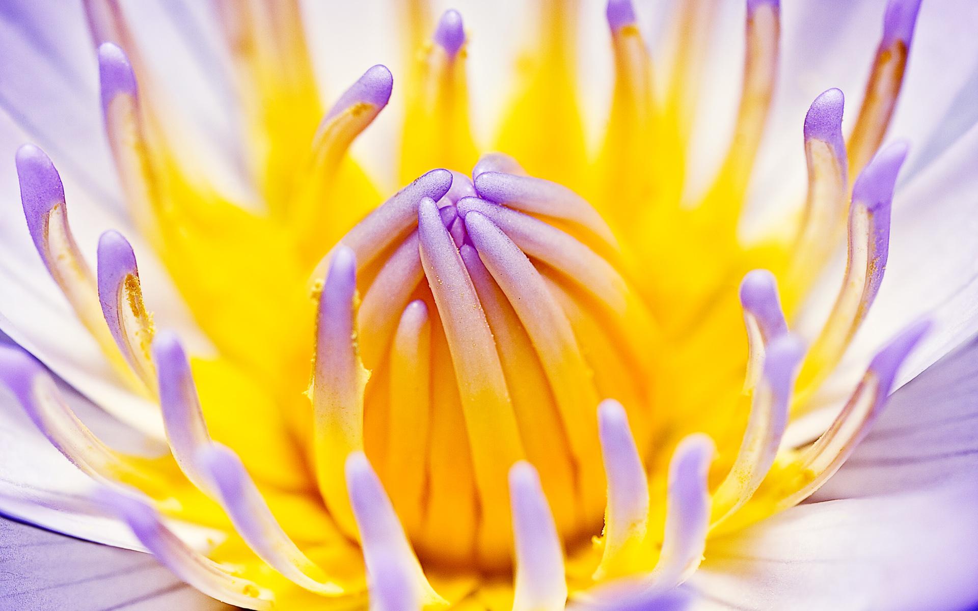 Ninfea viola macro fiore, 1920x1200 Full HD+ WUXGA, Desktop