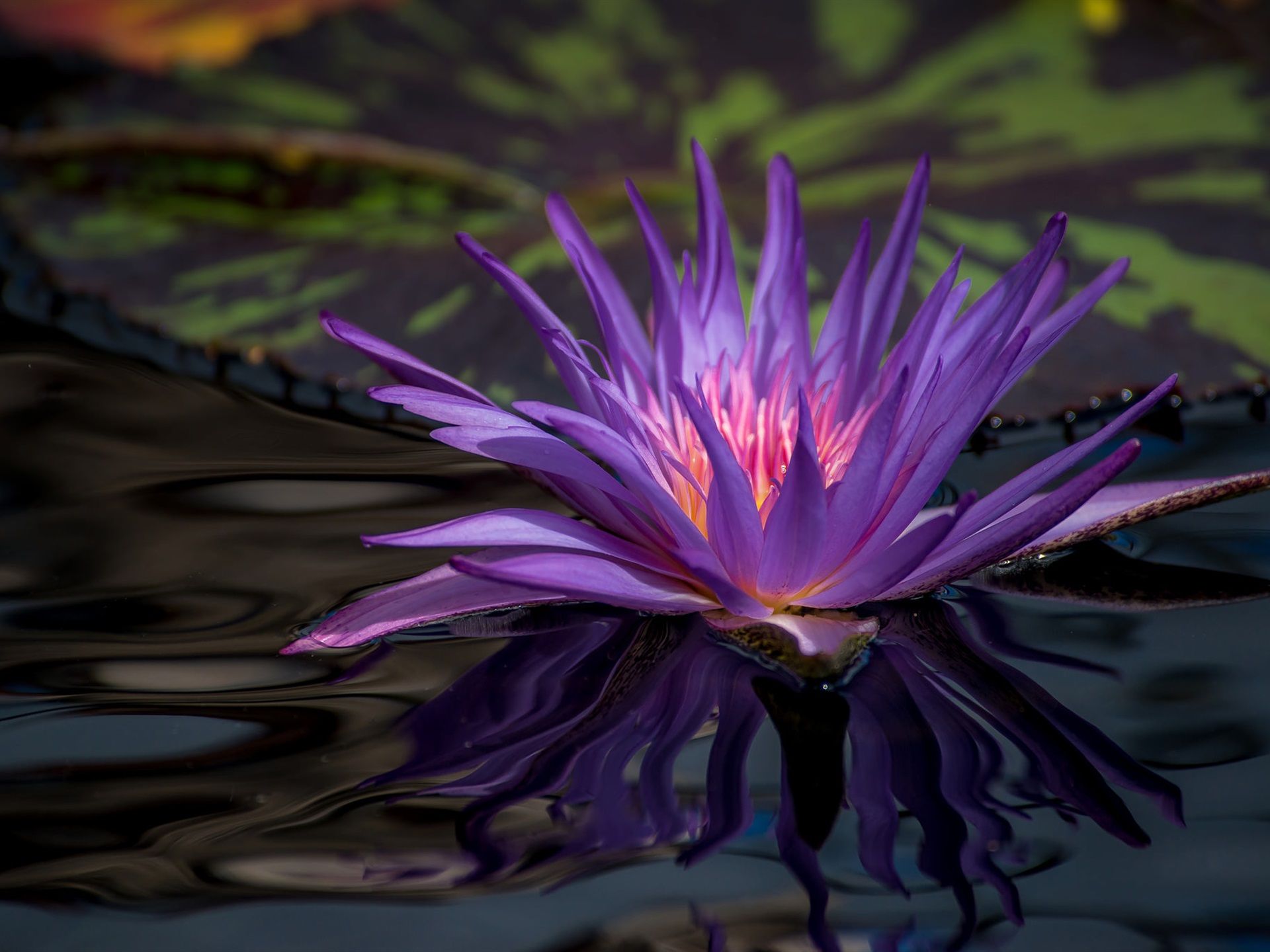Ninfea viola su stagno, 1920x1440 Full HD+ WUXGA, Desktop