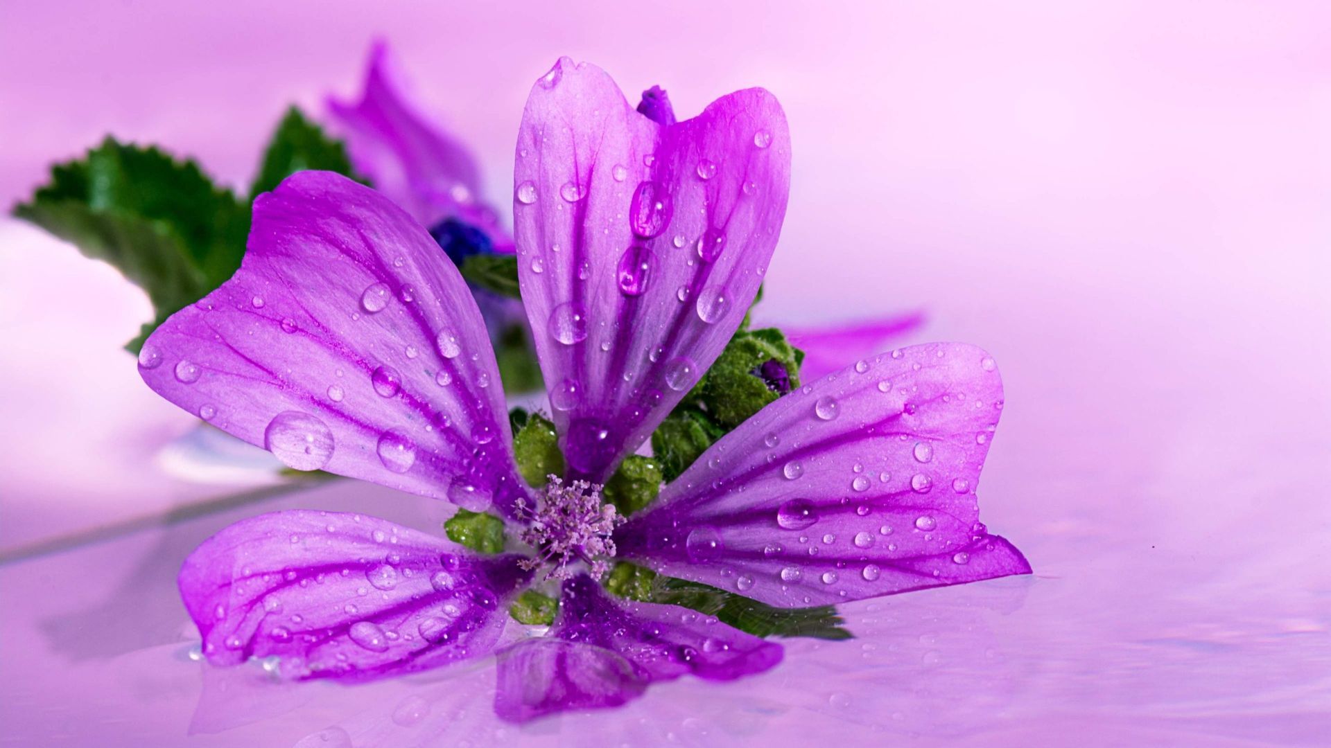 Fiore viola con gocce d'acqua, 1920x1080 1080p, Desktop