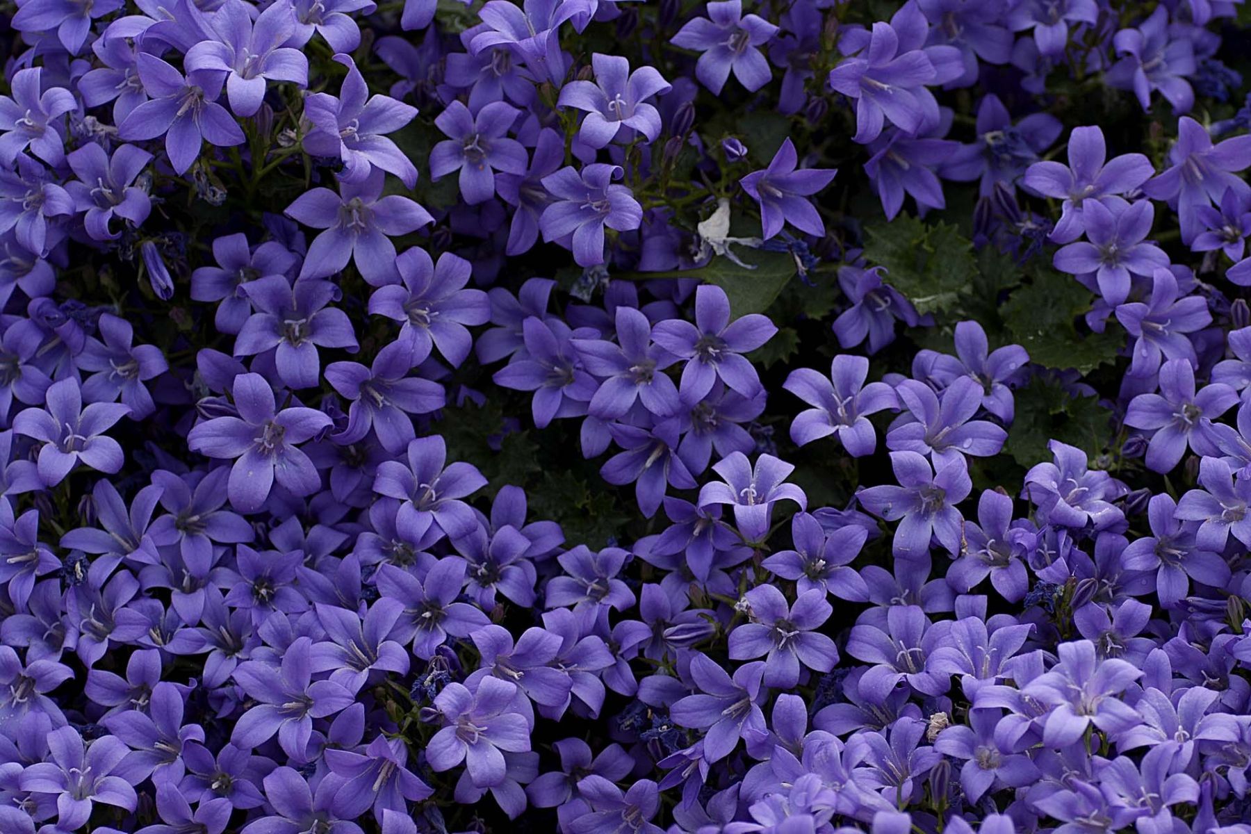 Fiori viola campanula, 1800x1200 HD, Desktop