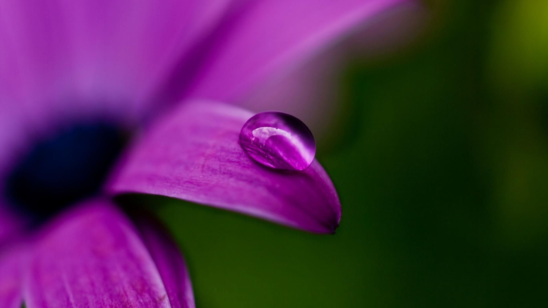 Goccia d'acqua su petalo viola, 1920x1080 Full HD 1080p, Desktop