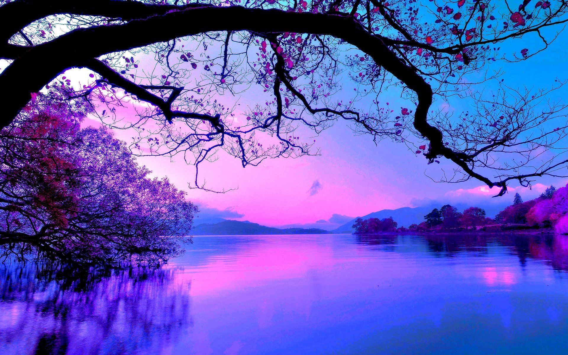 Lago viola con rami, 1920x1200 WUXGA, PC Desktop