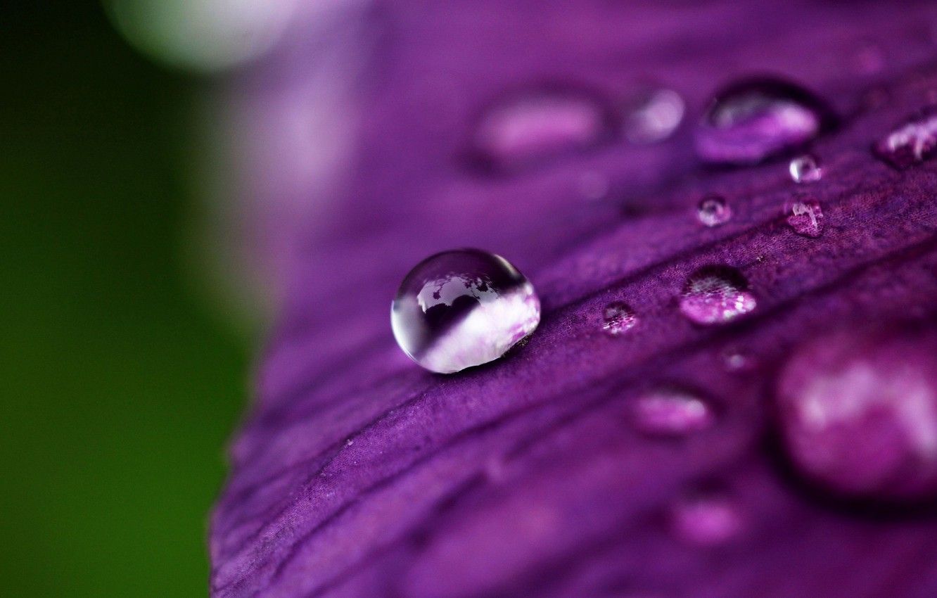 Goccia d'acqua su petalo viola, 1332x850 HD, Desktop