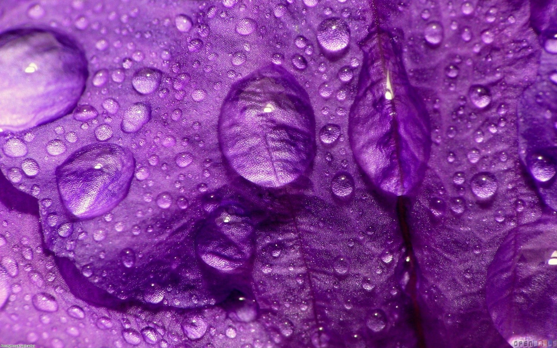 Gocce d'acqua su petali viola, 1920x1200 Full HD+, iMac