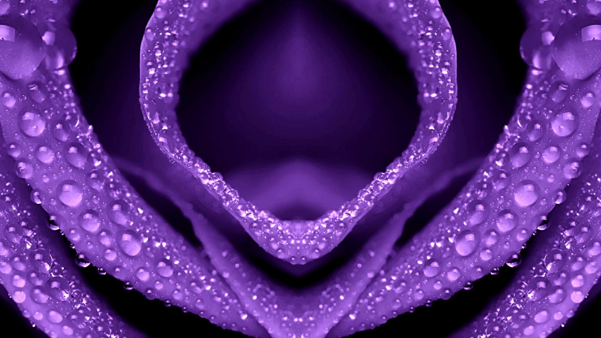 Petali viola con gocce d'acqua, 1920x1080 Full HD, Laptop