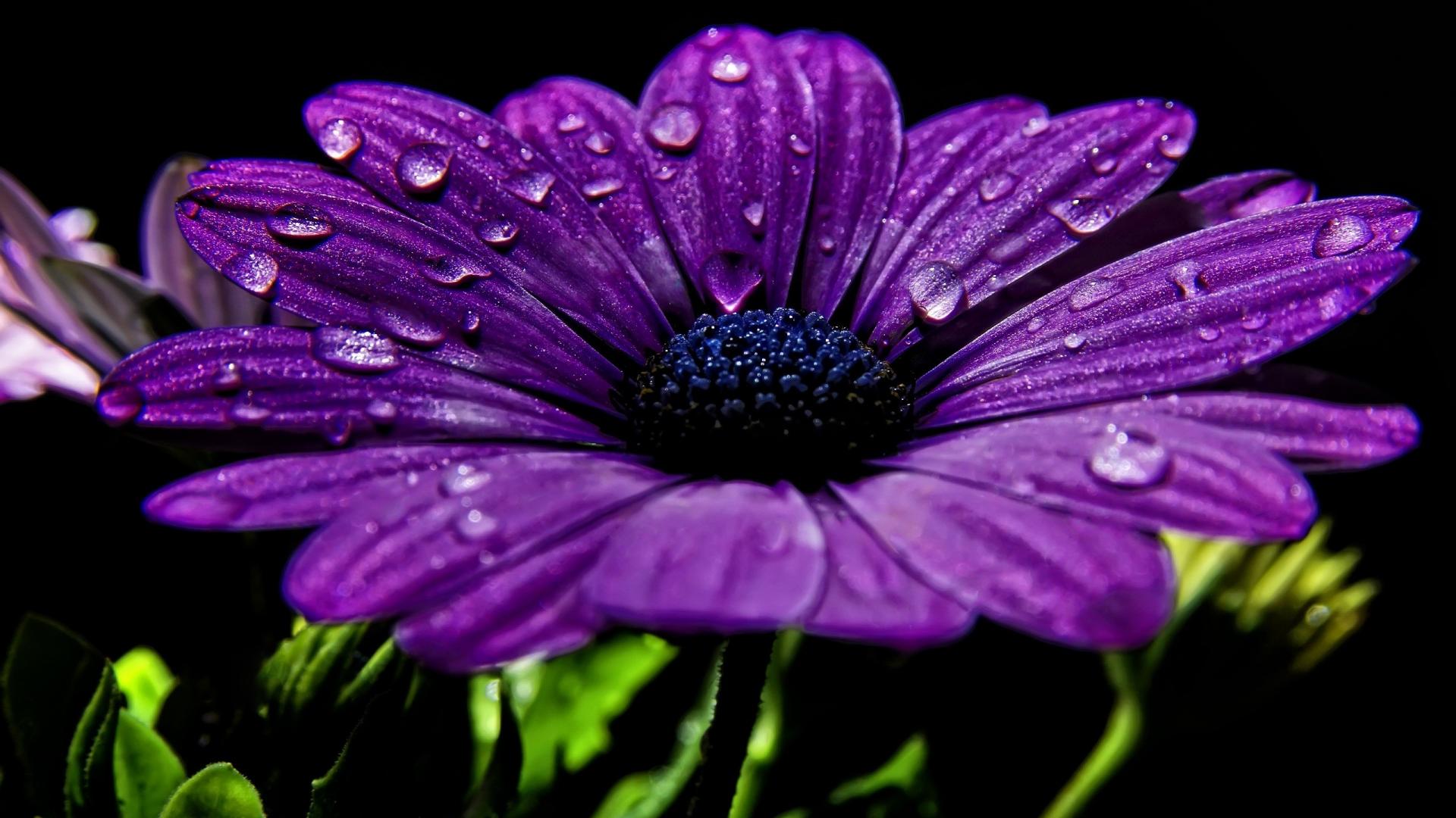 Fiore viola con gocce d'acqua, 1920x1080 1080p, Laptop