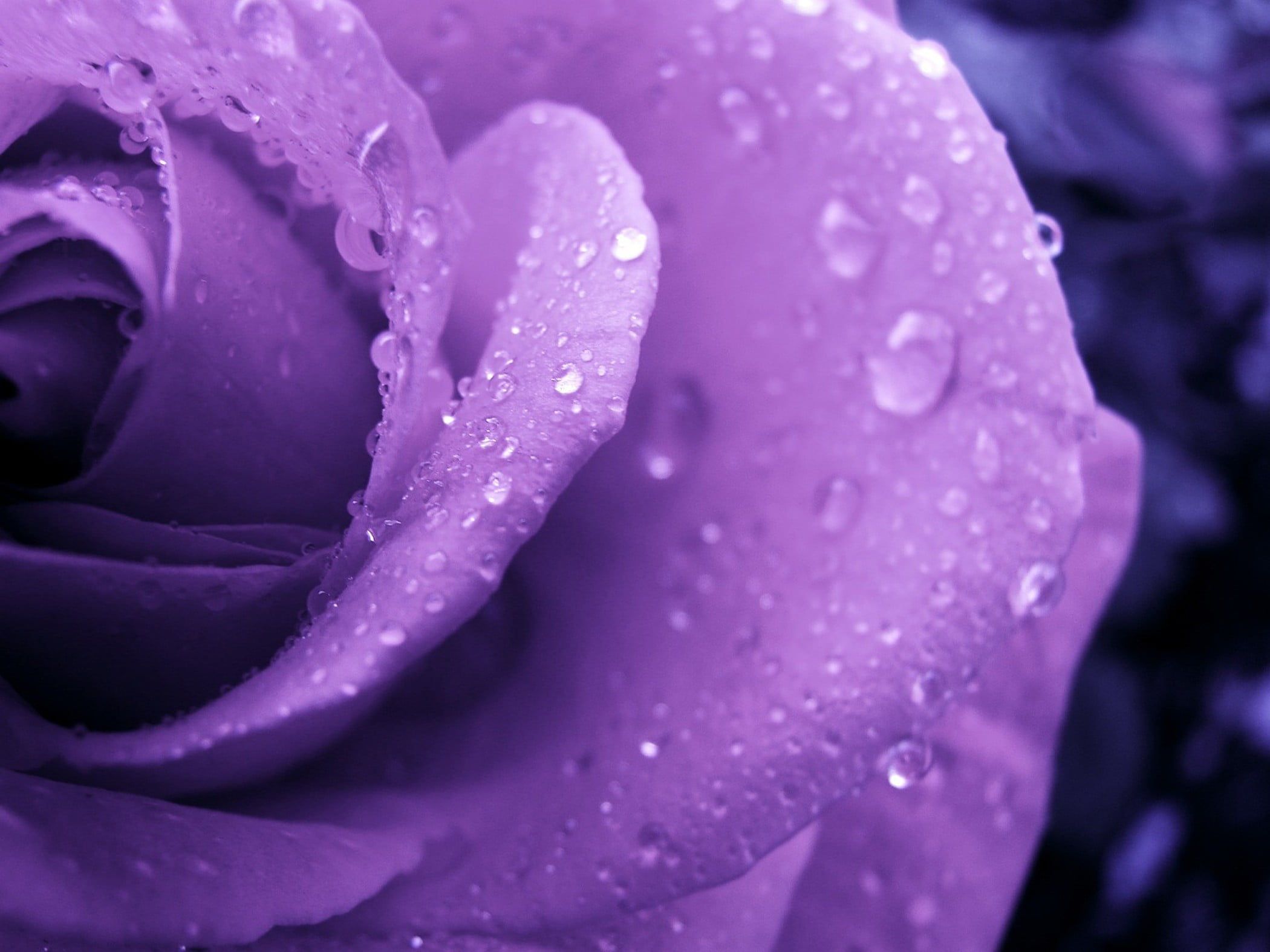 Rosa viola con gocce d'acqua, 2100x1575 alta risoluzione, PC Desktop