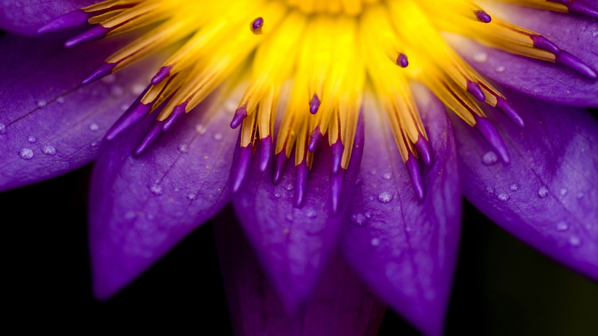 Fiore di loto viola giallo, 1920x1080 Full HD 1080p, PC