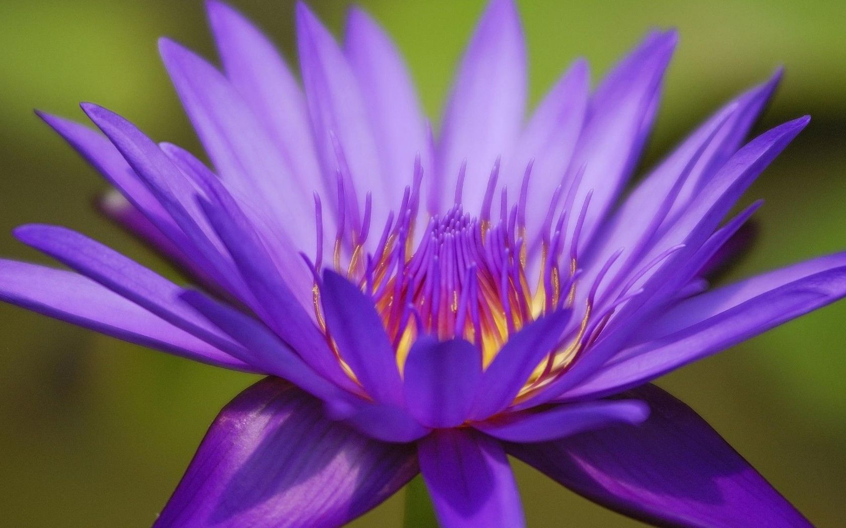 Ninfea viola in primo piano, 1680x1050 HD Ready, Desktop