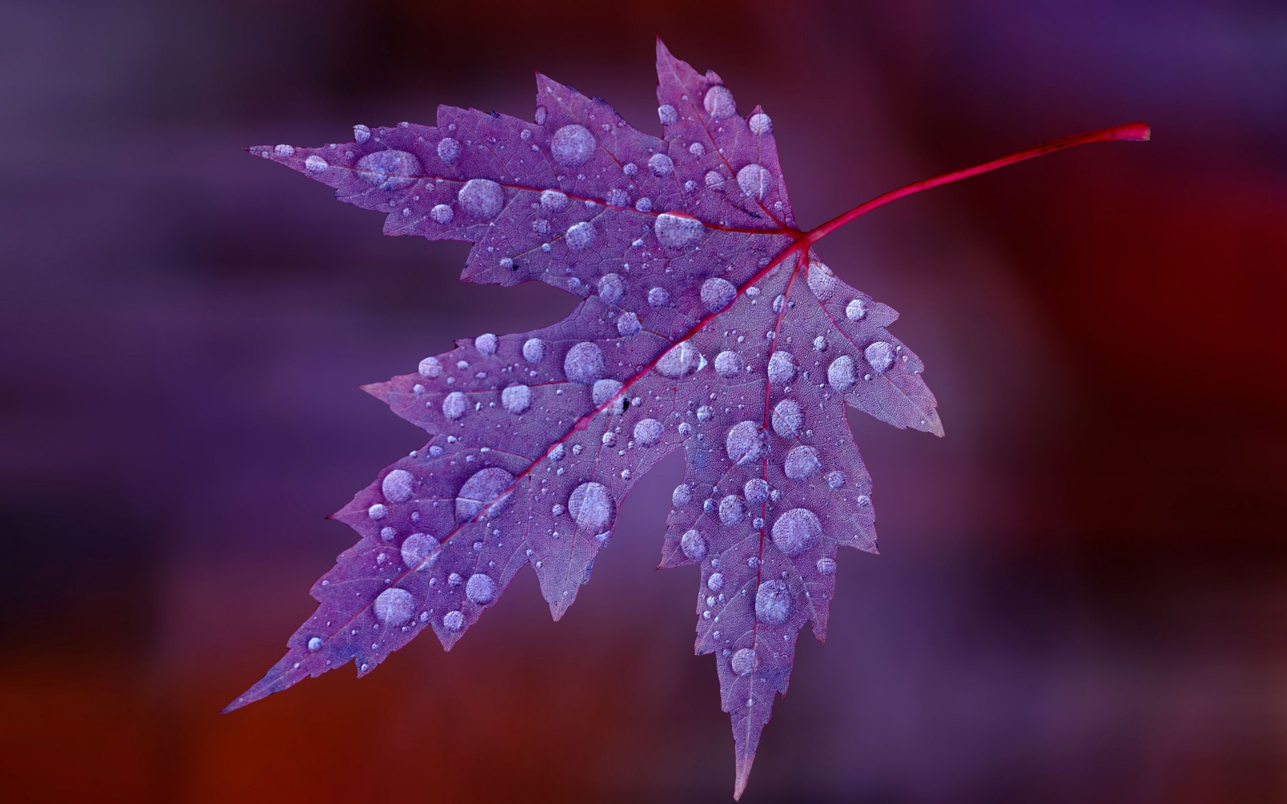 Foglia viola con gocce d'acqua, 2560x1600 WQXGA, Laptop