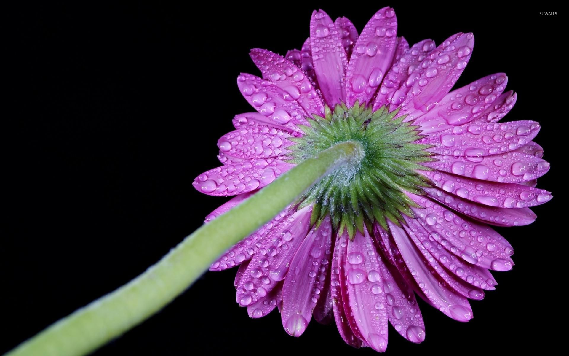 Gerbera viola con gocce d'acqua, 1920x1200 Full HD+, Desktop