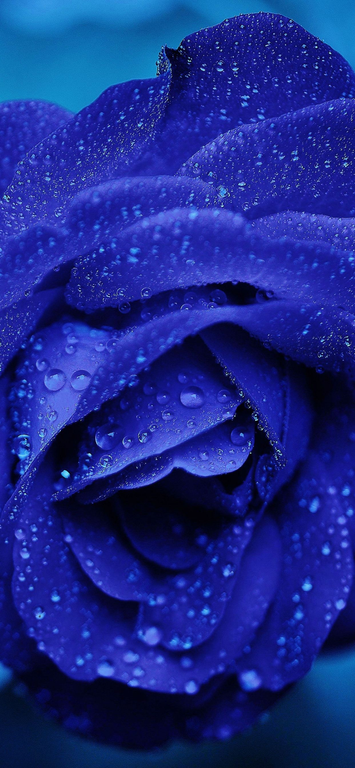 Rosa blu con gocce d'acqua, 1242x2688 Full HD Verticale, Smartphone