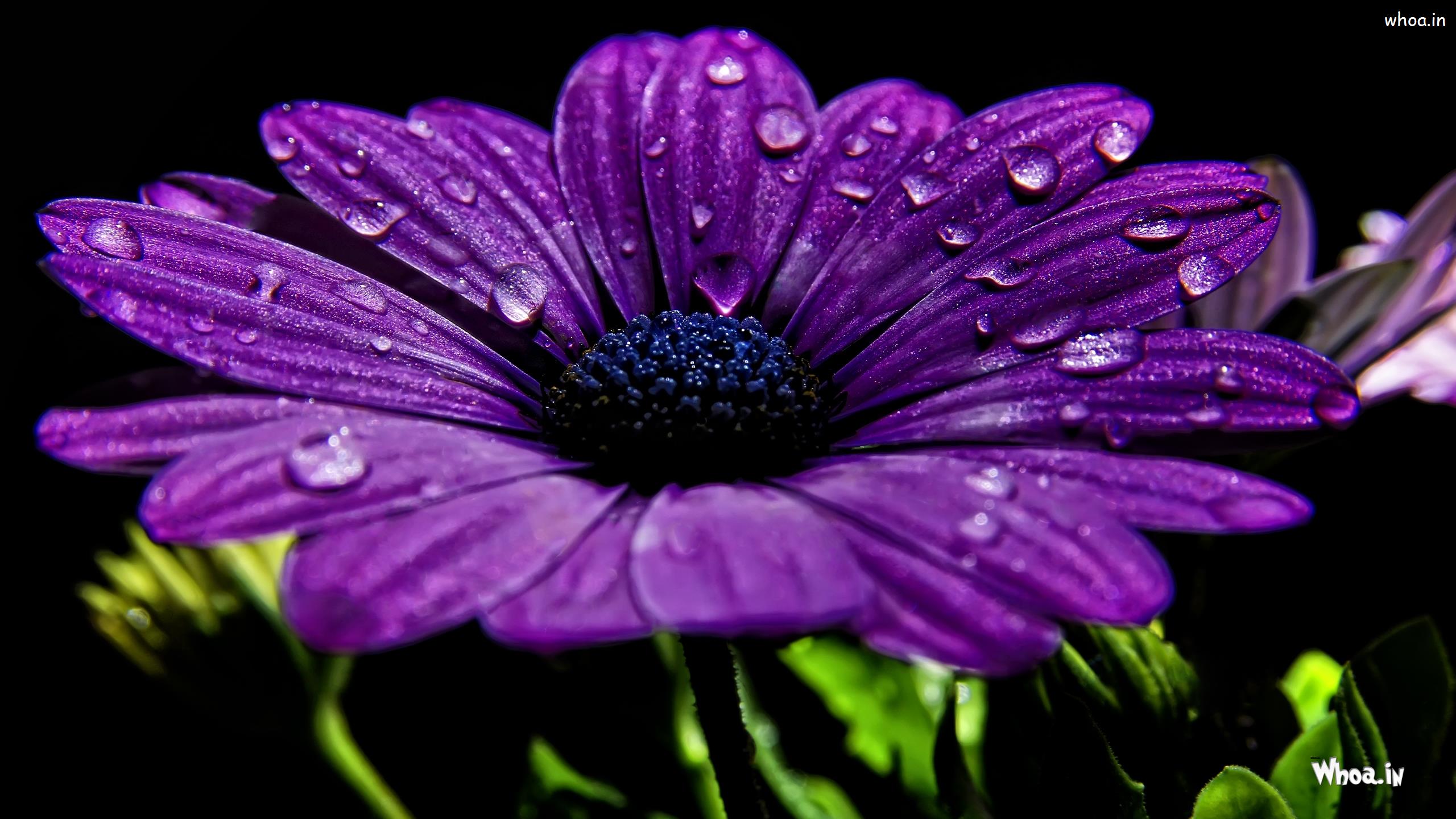 Fiore viola con gocce d'acqua, 2560x1440 2K, Desktop