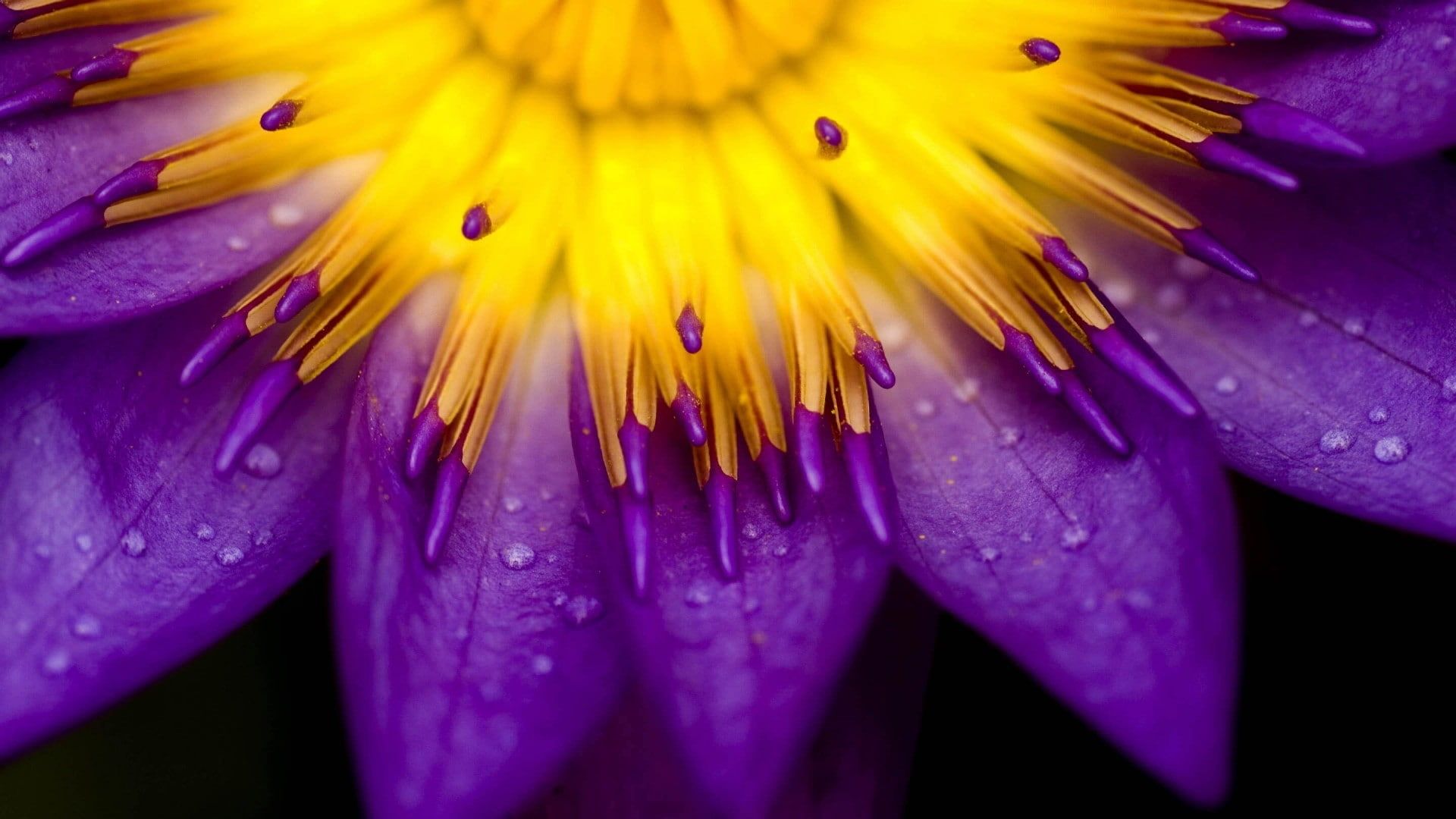 Fiore di loto viola con gocce d'acqua, 1920x1080 Full HD, Desktop