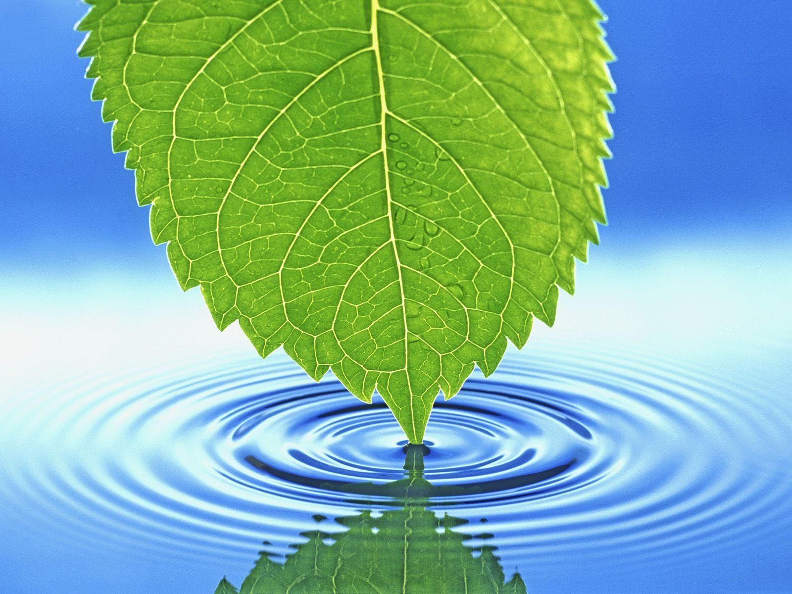 foglia verde che tocca acqua, 1600x1200 HD, Desktop