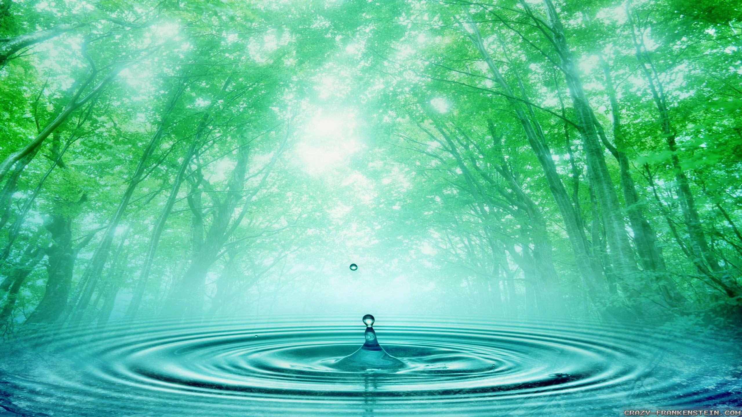 Goccia d'acqua foresta verde, 2560x1440 2K QHD, Monitor Gaming