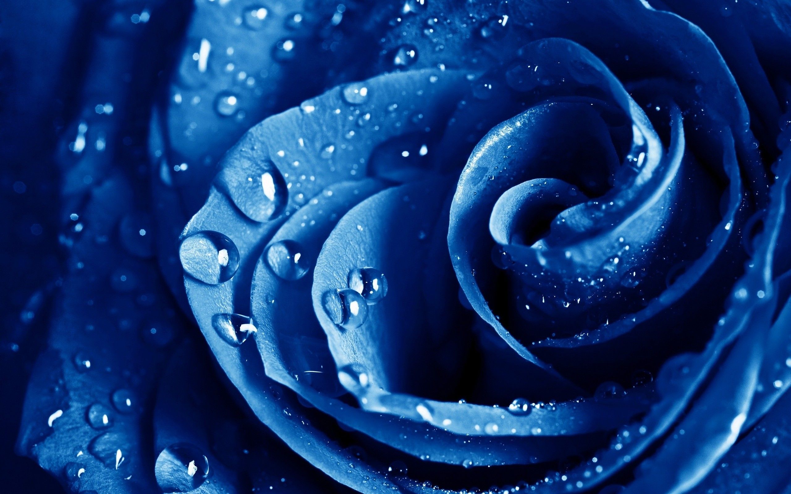 Rosa blu con gocce d'acqua, 2560x1600 2K+, Desktop