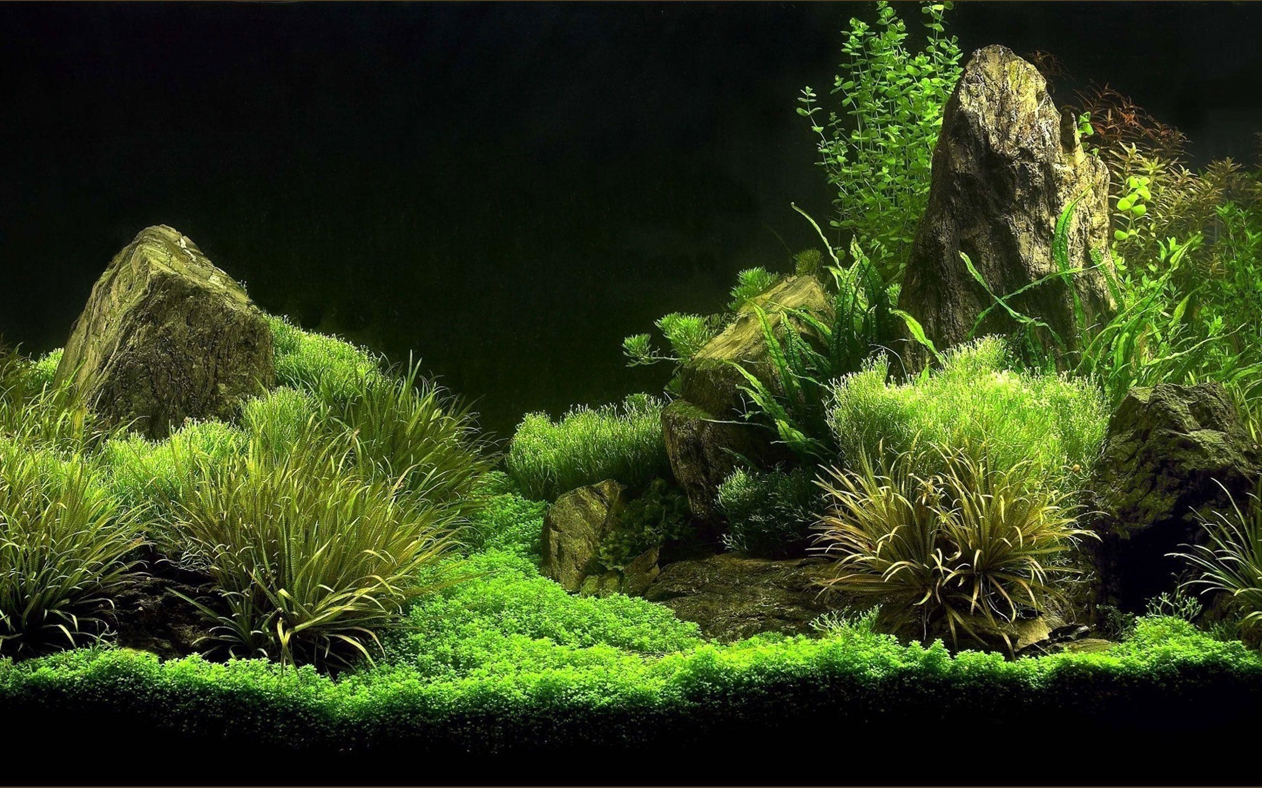 Acquario piante verdi rocce, 2560x1600 2K+, Dell XPS