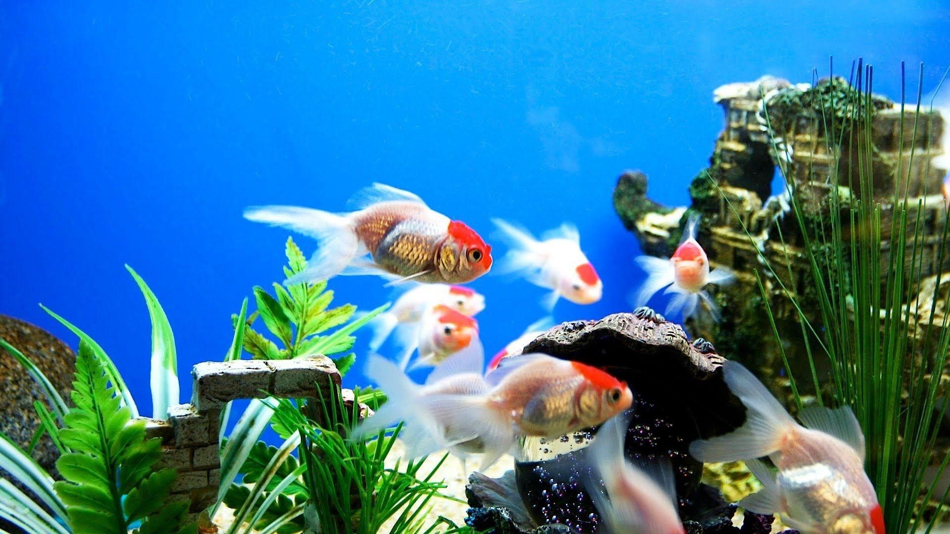 Acquario con pesci rossi, 1920x1080 1080p, ROG Asus Laptop