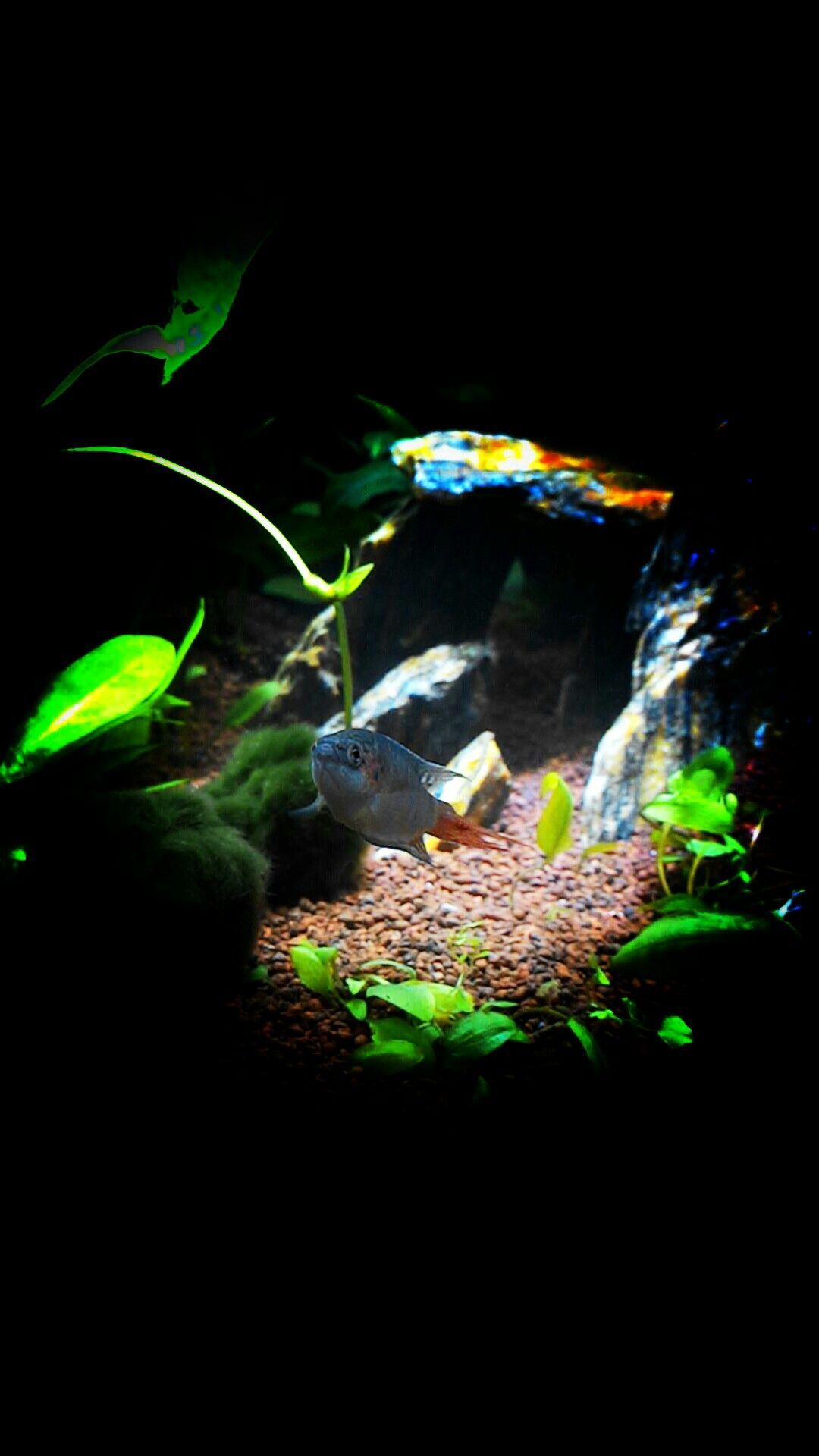 Acquario piante verdi, 2560x1600 2K, MacBook Pro