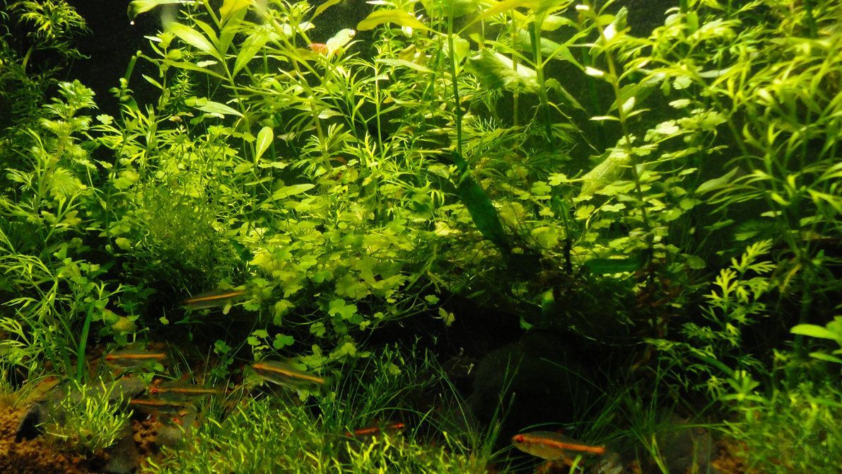 Acquario piante verdi pesci, 3098x1792 WQXGA, Notebook