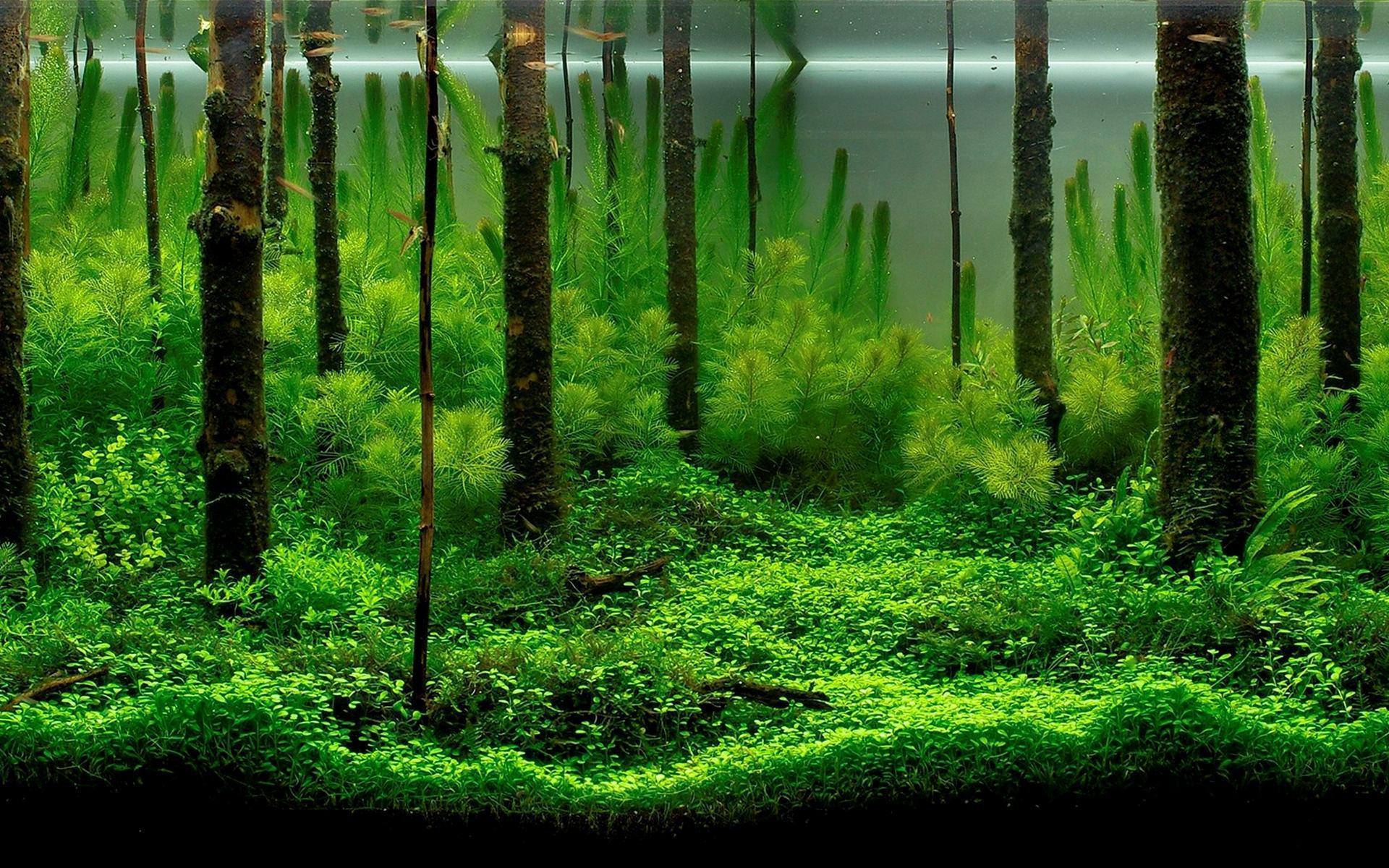 Acquario con piante verdi lussureggianti, 1920x1200 Full HD+ WUXGA, Lenovo Legion